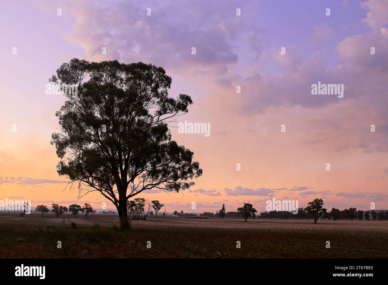 Ländliche und regionale Rinder weiden bei Sonnenaufgang in Gunnedah, New South Wales, Australien. Stockfoto