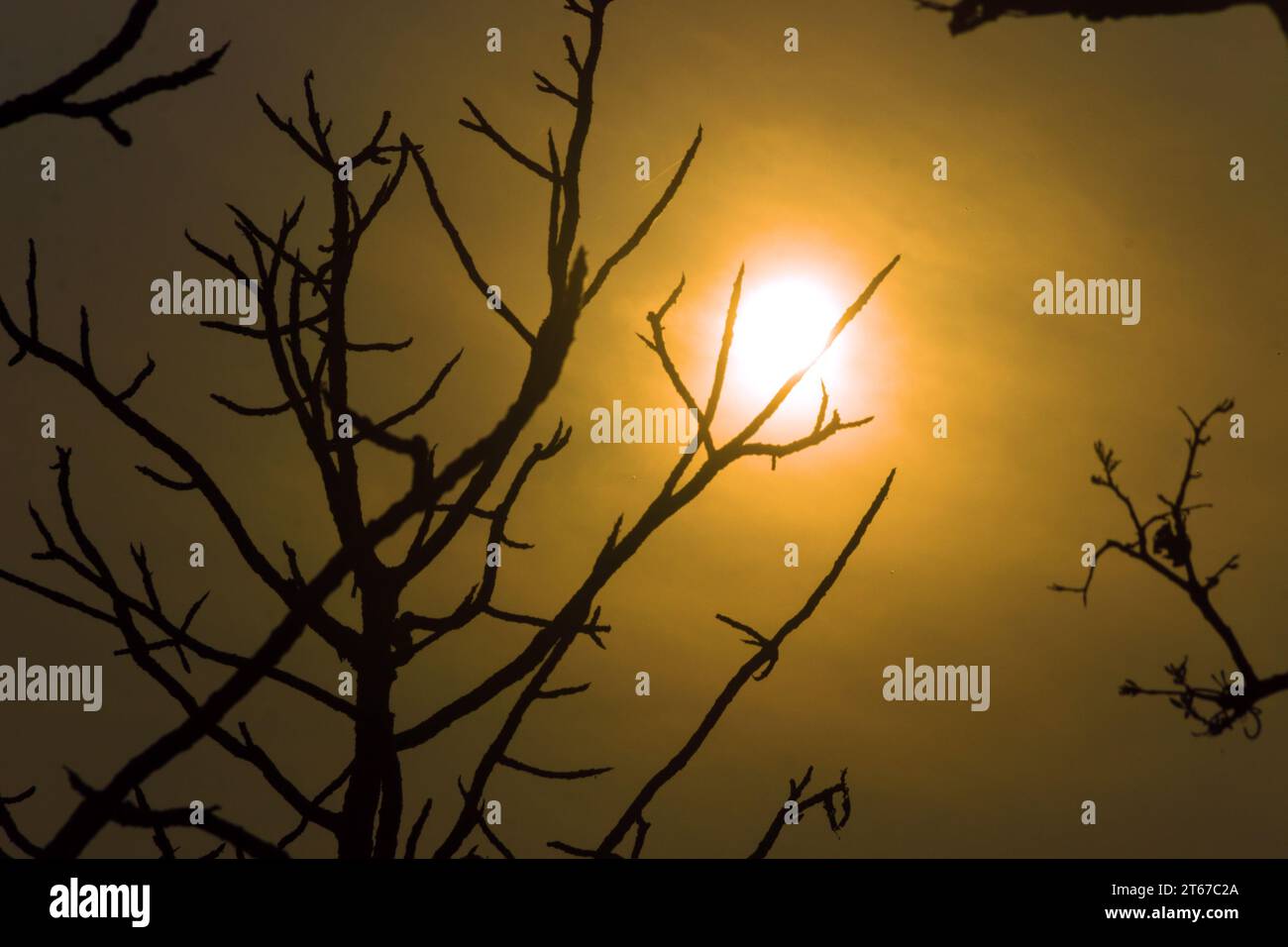 Tropischer Sonnenuntergang. Winterliche Sonnenstrahlen durch Baumäste. Thailand Stockfoto