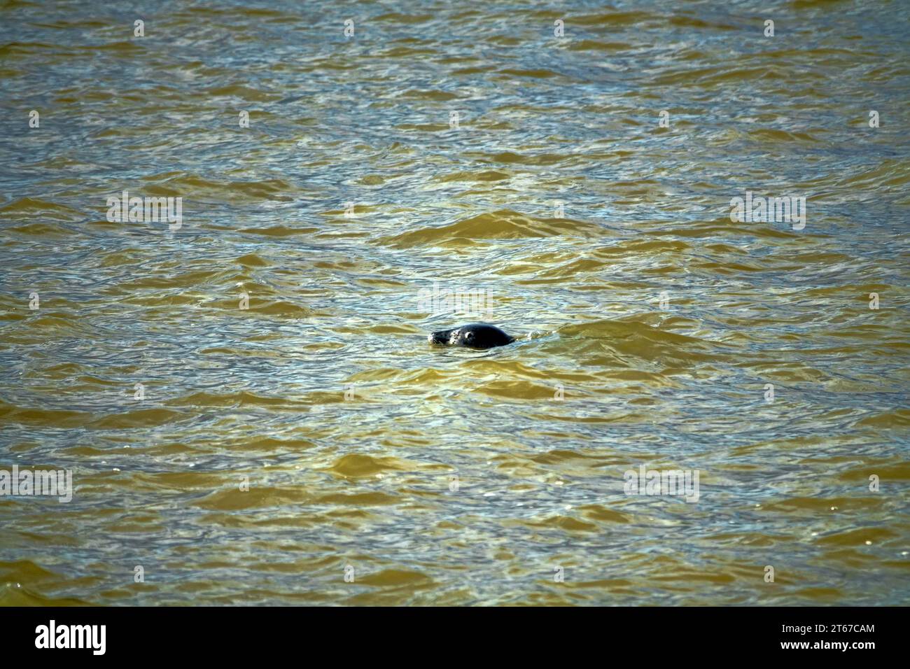 Inselrobbe (Phoca vitulina kurilensis-stejnegeri) schwimmt und taucht im Golf von Anadyr, Chukotka Stockfoto