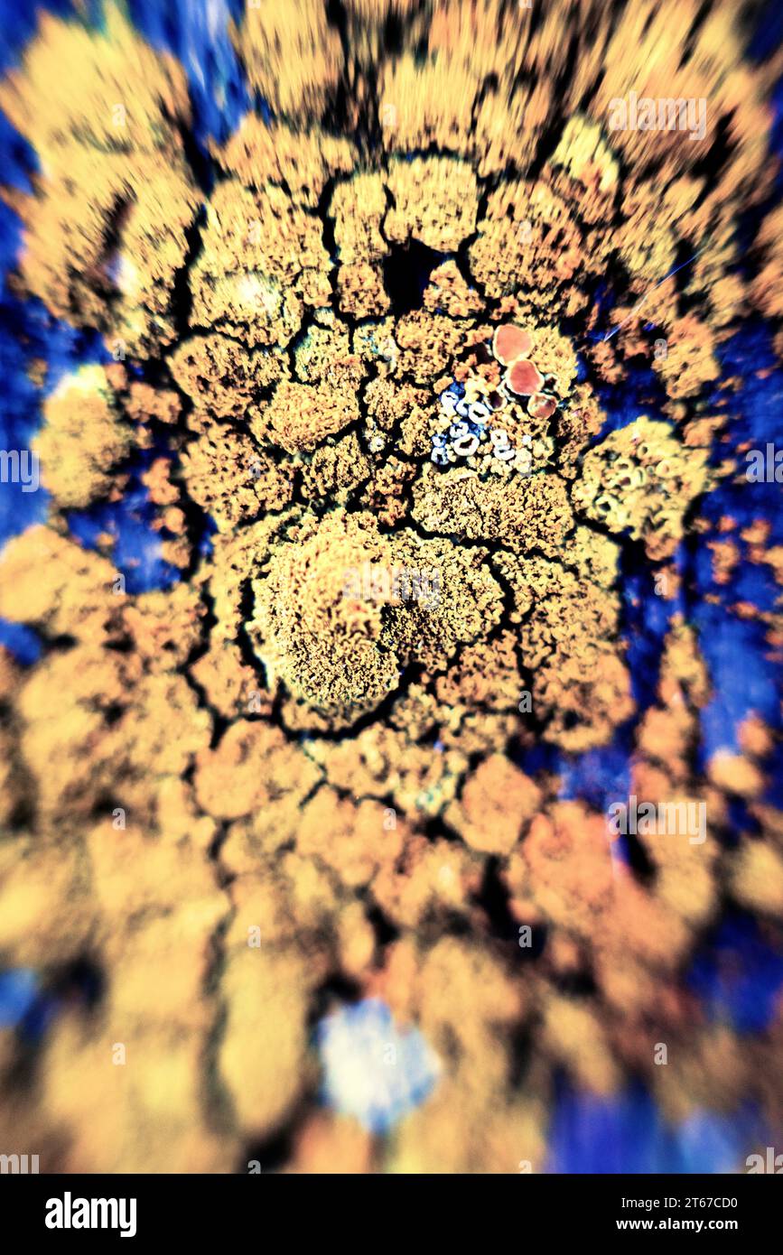 Subarktische Krustentierflechten leben auf der Oberfläche von Felsen, auf der Rinde von Bäumen und Sträuchern, verrottendem Holz. Makro Stockfoto