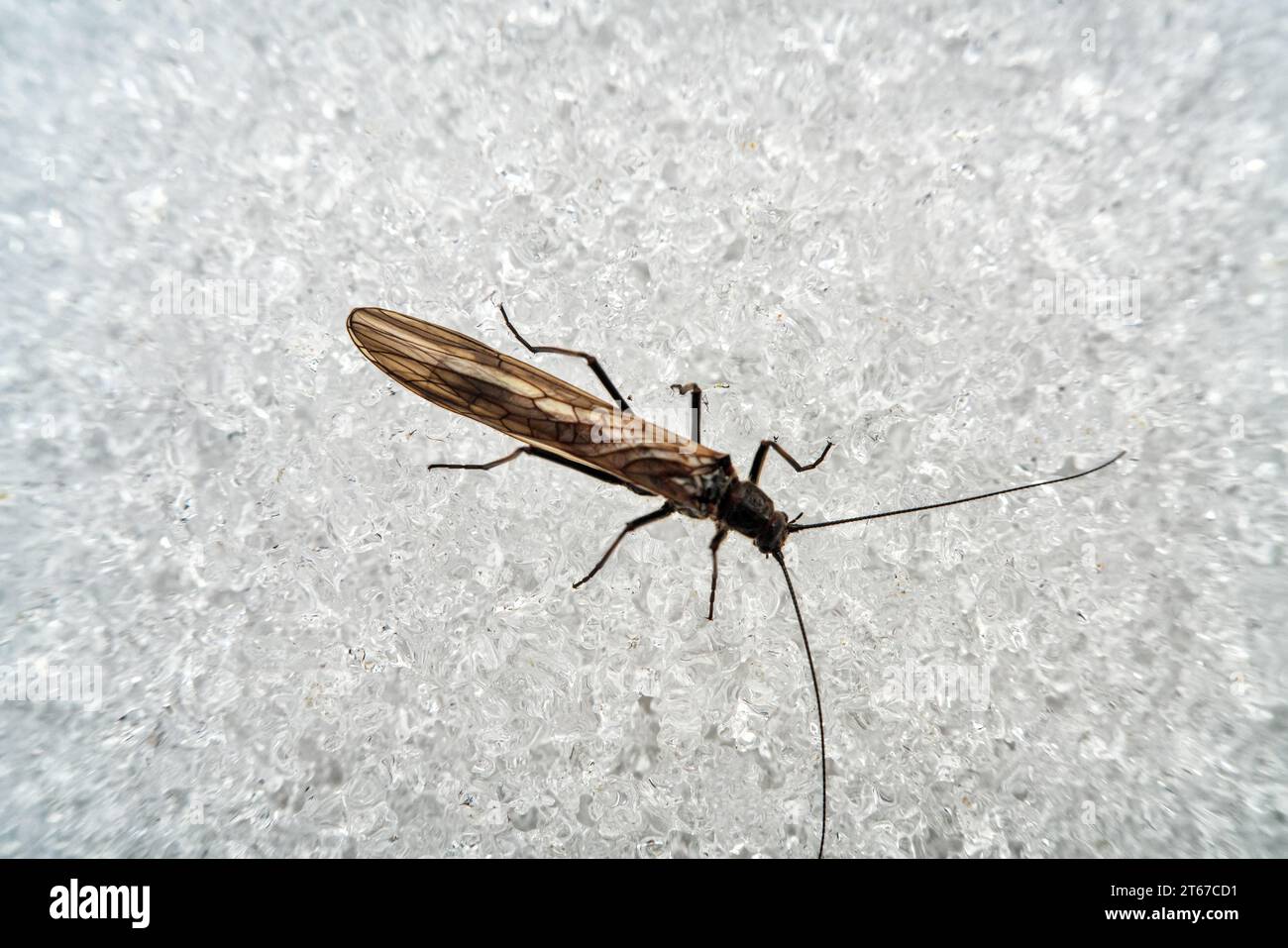 Die erste erwachte Leichenfliege (Trichoptera) auf dem schmelzenden Frühlingsschnee. Ultra-Makro Stockfoto