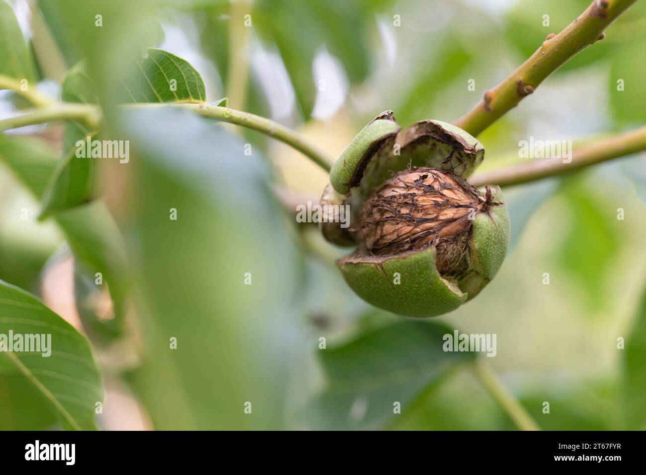 Reife Walnuss in offener grüner Schale auf Baumzweig bis zum Spätsommer Stockfoto