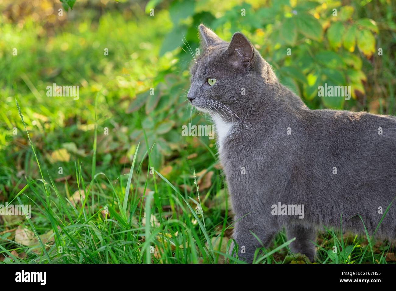 Katzenporträt. Nahaufnahme Der Mündung. Anmutige graue Katze, die auf grüner Graswiese läuft. Lustige Katze im Freien. Schöne graue Katze, die draußen sitzt. Flauschiges Kitt Stockfoto