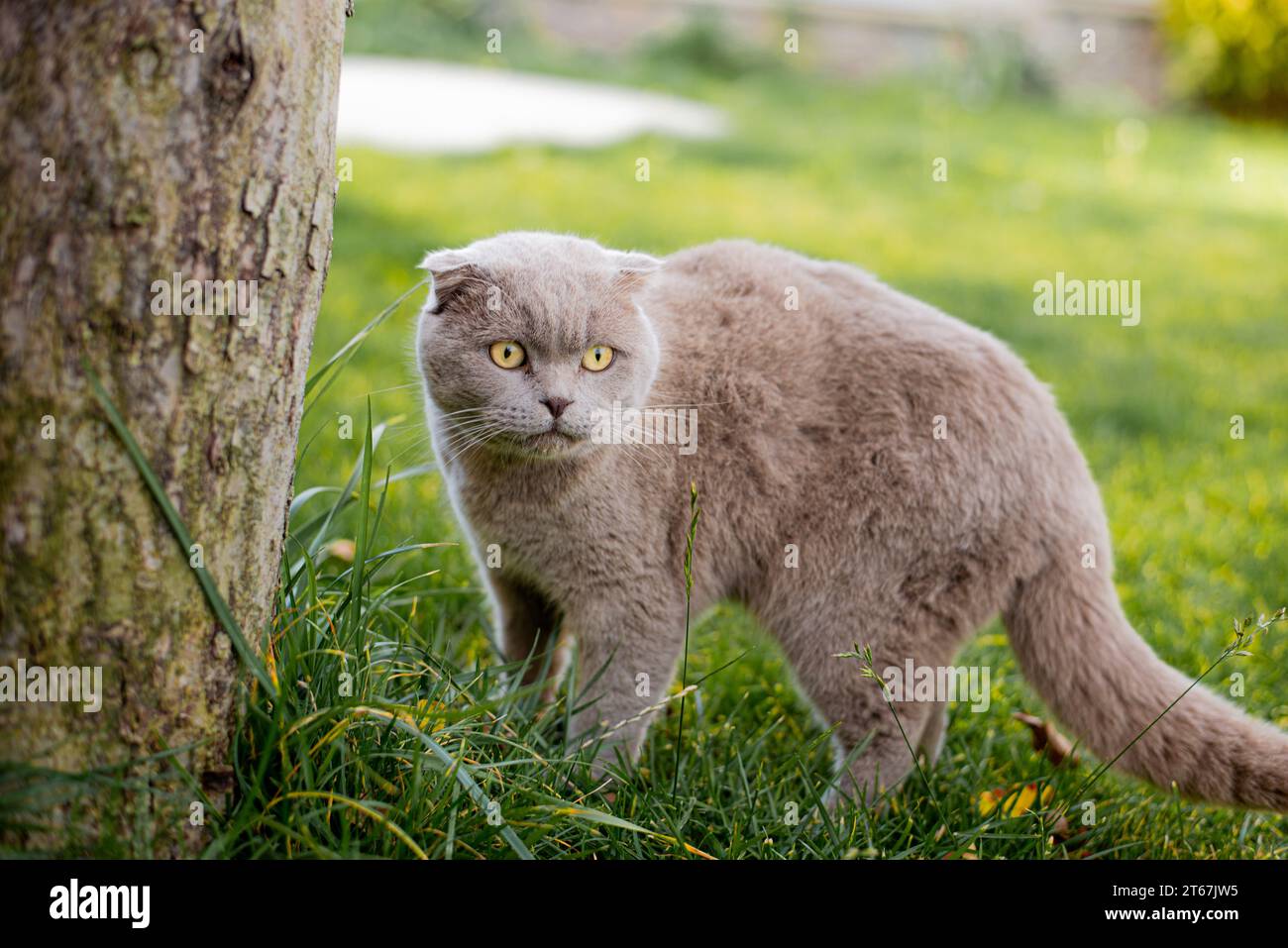 Die grauen britische Katze im freien Rasen Stockfoto