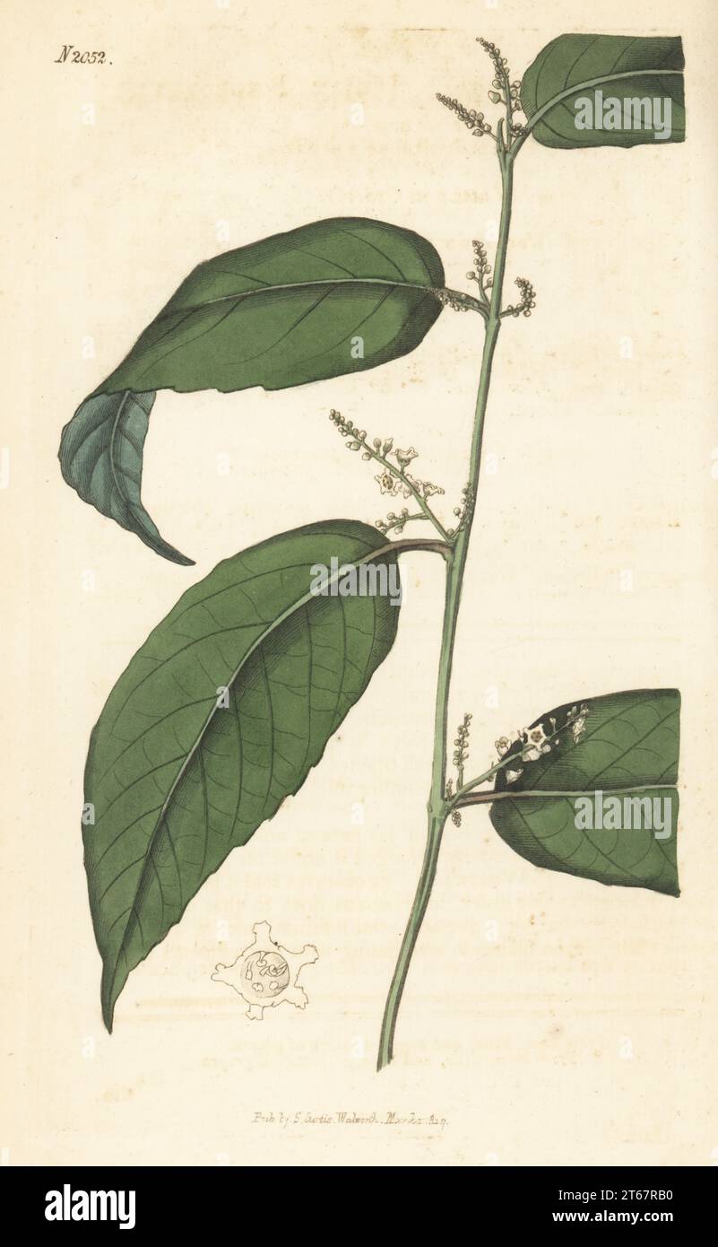 Indische Baeobotrys, Baeobotrys indica. Geboren in Indien, aufgezogen von William Kent in seinem Herd in Clapton. Handkolorierter Kupferstich nach einer botanischen Illustration eines unbekannten Künstlers aus Curtis’s Botanical Magazine, herausgegeben von John Sims, London, 1819. Stockfoto
