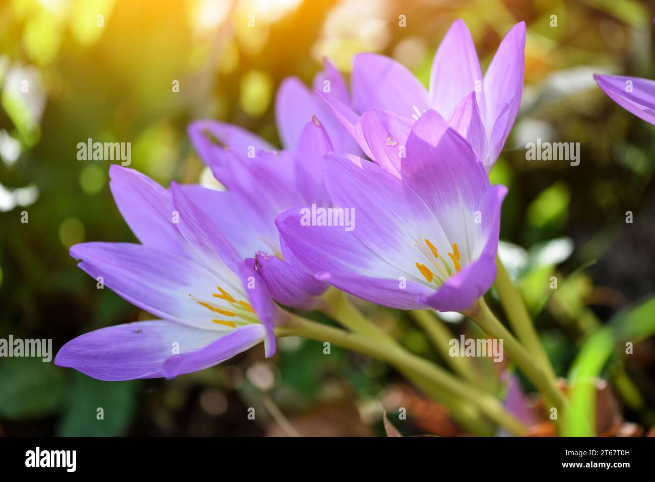Schön taufrische Blumen im Herbst (Colchicum autumnale) Stockfoto