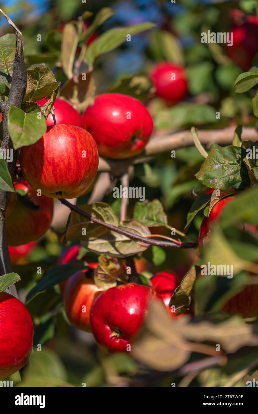 Nahaufnahme reifer roter Äpfel auf den Ästen eines Apfelbaums im Garten an einem sonnigen Tag. Rote Bio-Äpfel auf einem Baum. Apple-Saison. Vertikales Foto Stockfoto