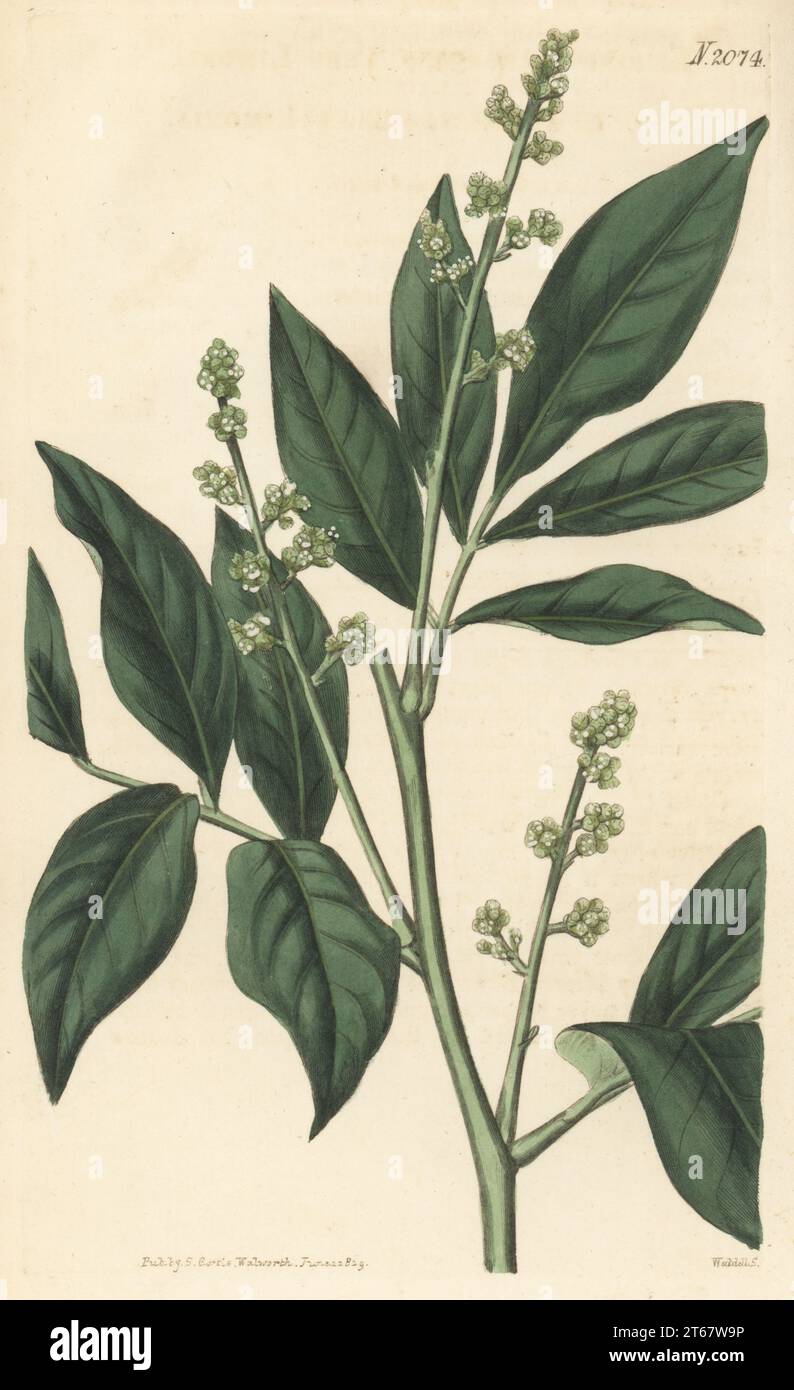Orangebeere oder Gin-Beere, Glycosmis pentaphylla. Geboren in den Circars, Indien, eingeführt von Sir Joseph Banks. Baum Limoniak, Limonia arborea. Handkolorierter Kupferstich von Weddell nach einer botanischen Illustration eines unbekannten Künstlers aus Curtis’s Botanical Magazine, herausgegeben von John Sims, London, 1819. Stockfoto