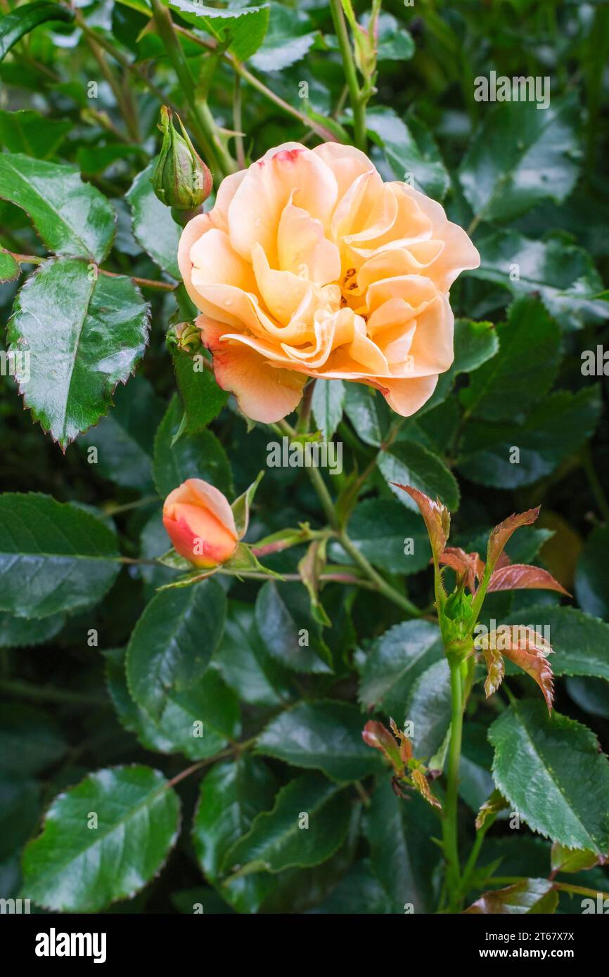 Rosa Blumenteppich Bernstein, rosa Noa97400a, Rose Blumenteppich Bernstein, weiche Aproicot Blüten im Sommer Stockfoto