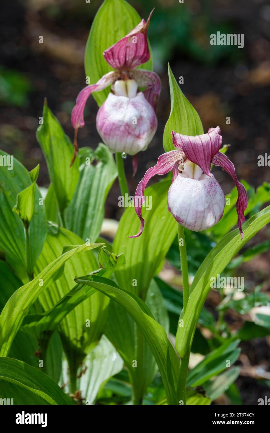 Cypripedium Sabine, sabine Damenschuh Orchidee, Frosch-GartenOrchidee, elfenbeinfarbener Beutel mit violetten Streifen und violetten und weiß gestreiften Blütenblättern Stockfoto