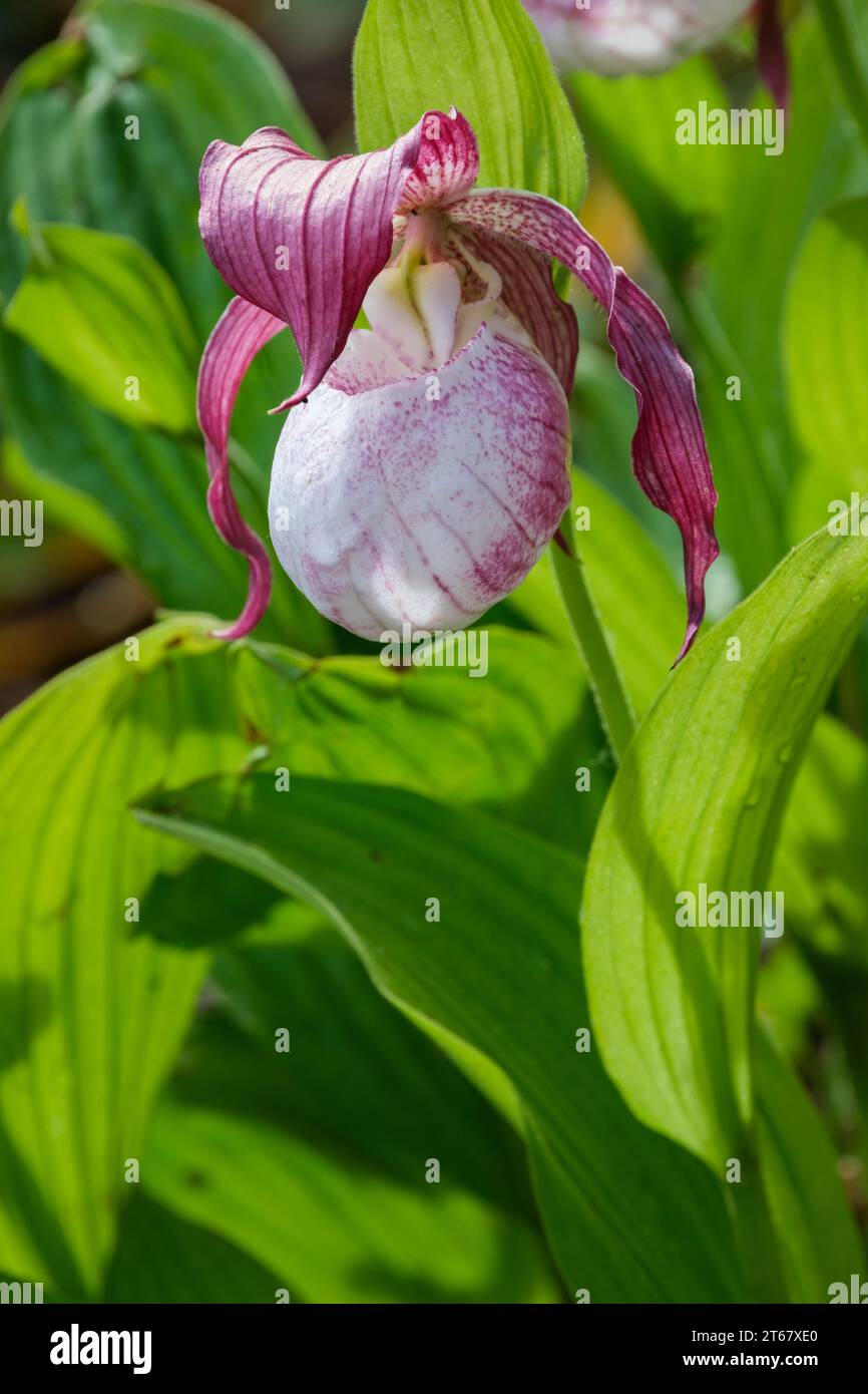 Cypripedium Sabine, sabine Damenschuh Orchidee, Frosch-GartenOrchidee, elfenbeinfarbener Beutel mit violetten Streifen und violetten und weiß gestreiften Blütenblättern Stockfoto