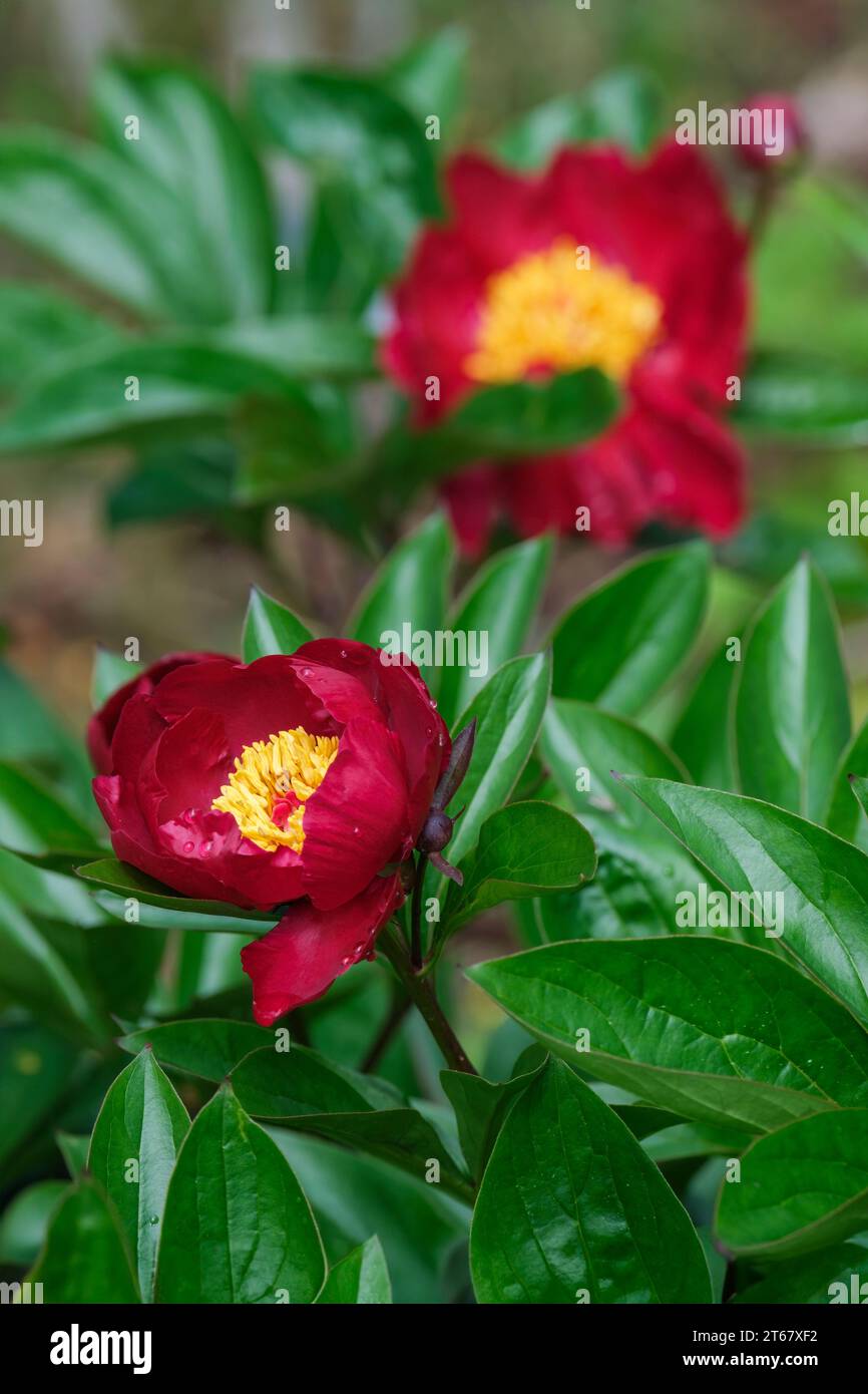 Paeonia Buckeye Belle, Pfingstrose Buckeye Belle, tiefrote, halbdoppelte Blüten Stockfoto