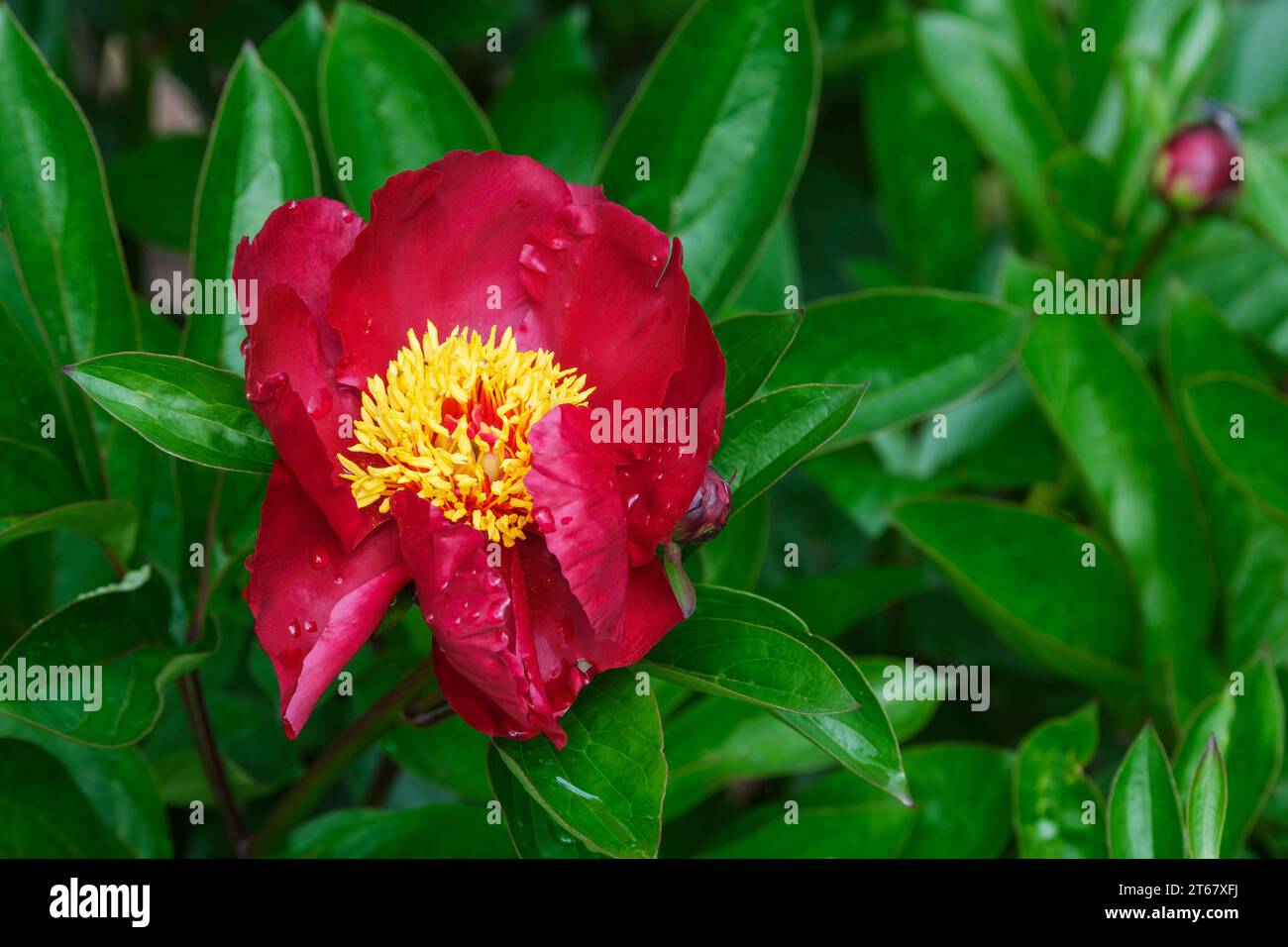 Paeonia Buckeye Belle, Pfingstrose Buckeye Belle, tiefrote, halbdoppelte Blüten Stockfoto