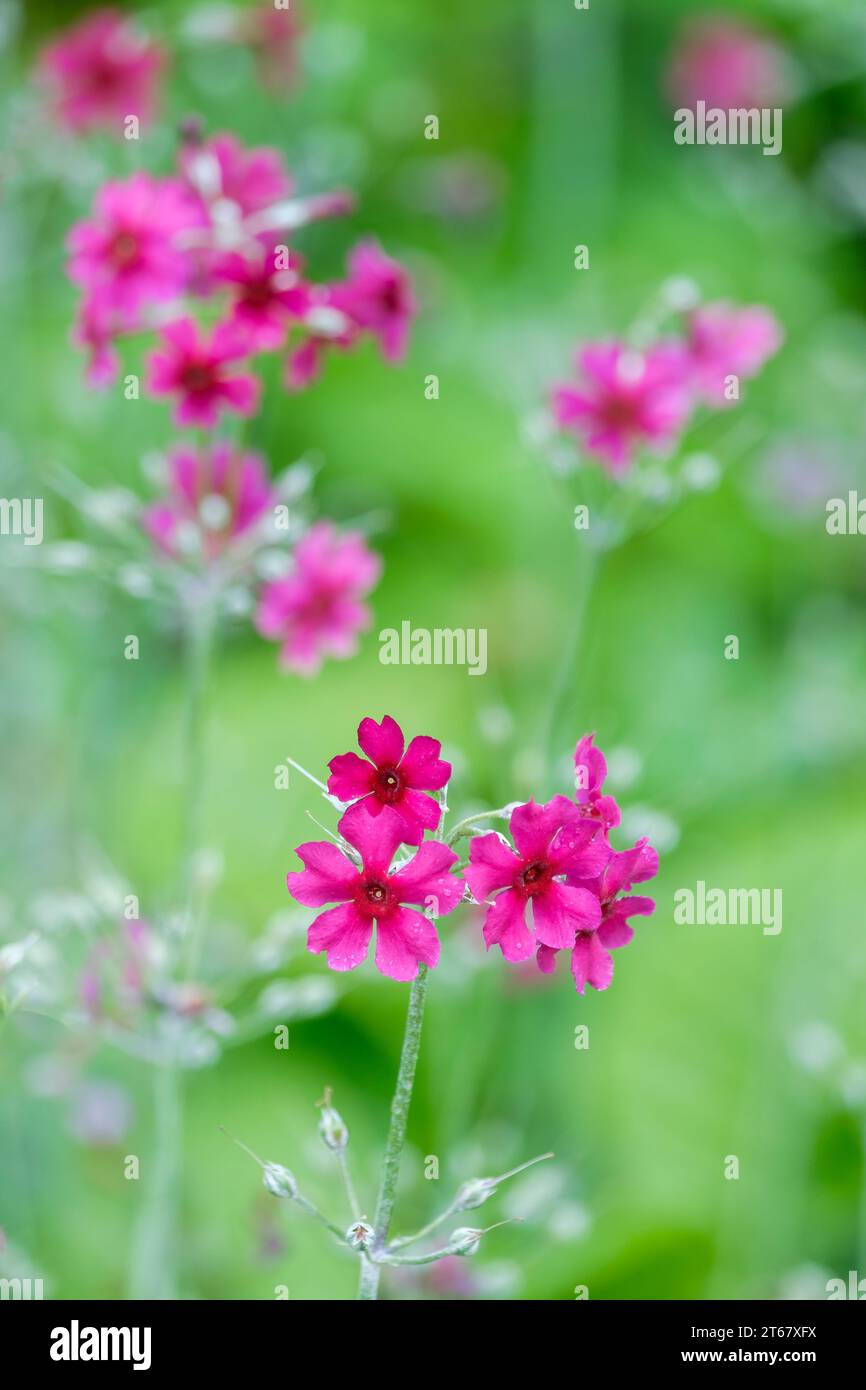 Primula pulverulenta, Mehlkerze, Mehlkerze, Mehlkerze, kräftige Stiele aus tiefrosa Blüten Stockfoto