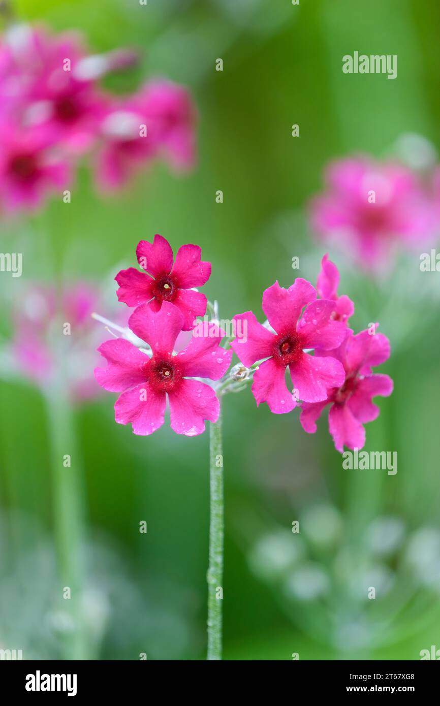 Primula pulverulenta, Mehlkerze, Mehlkerze, Mehlkerze, kräftige Stiele aus tiefrosa Blüten Stockfoto