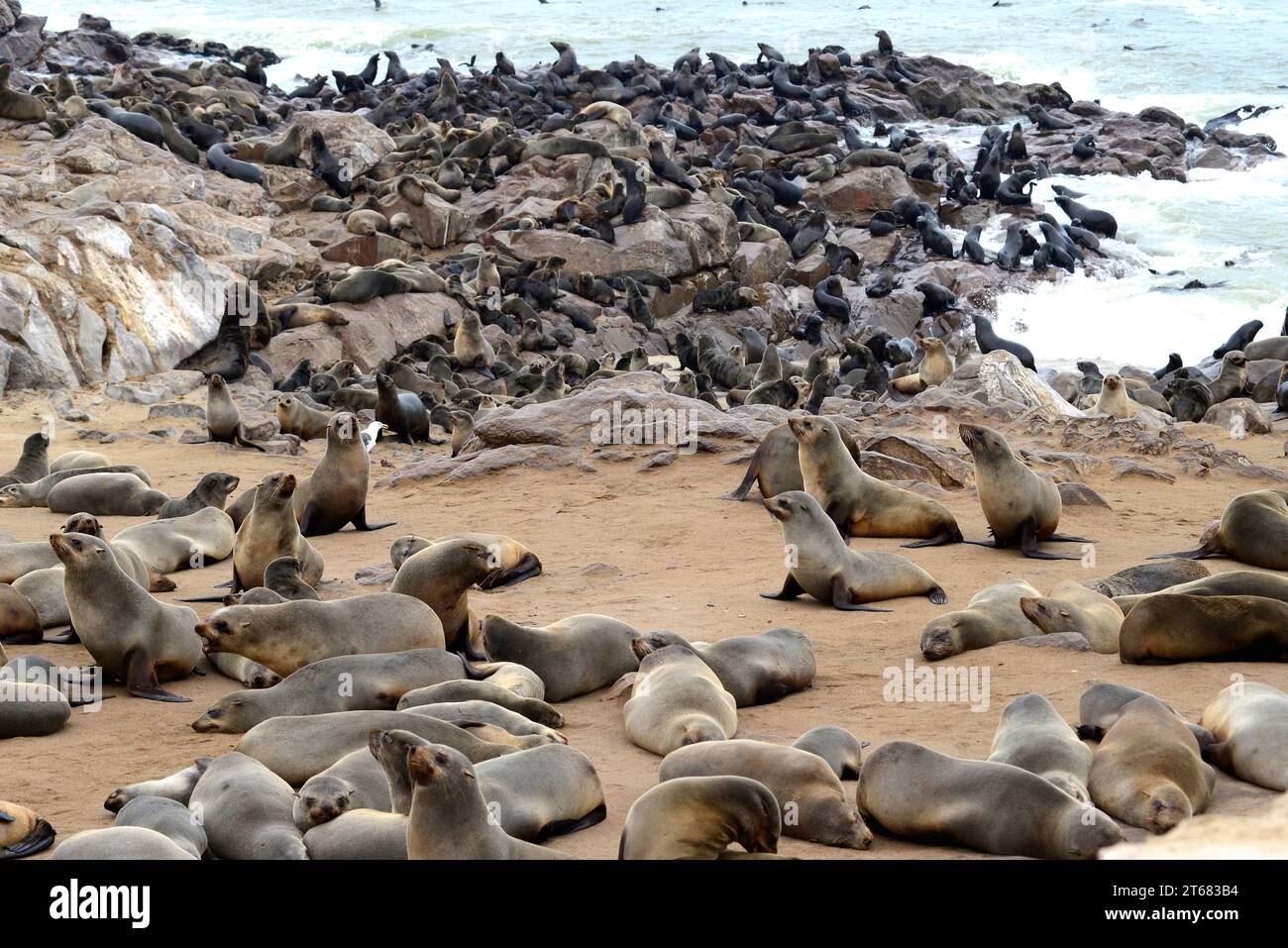 Braunrobbe (Arctocephalus pusillus) am Cape Cross, Namibia. Stockfoto