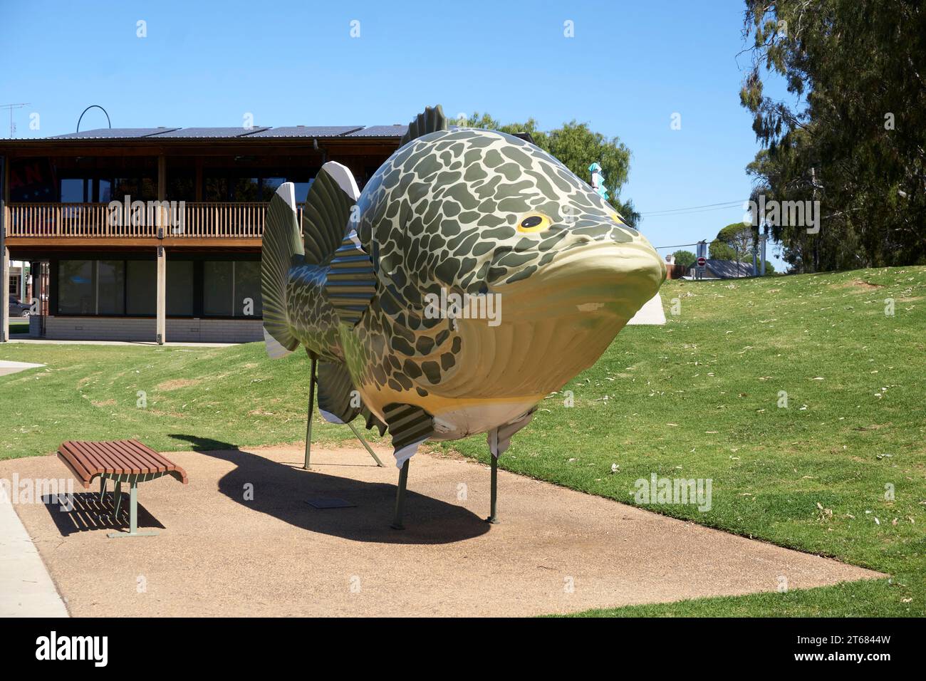 Tocumwal, New South Wales, Australien, Big Things Australia, ein Modell des berühmten Murray Kabeljaus am Ufer des Murray River Stockfoto