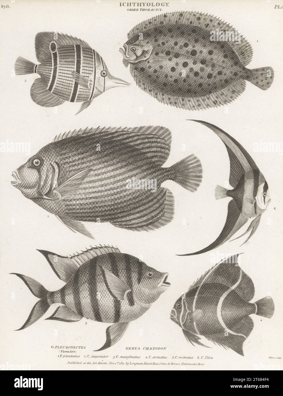 Zwergknoten, Zeugopterus punctatus 1, Kaiser Engelfisch, Pomacanthus Imperator 2, Sergeant Major, Abudefduf saxatilis 3, Gray Angelfish, Pomacanthus arcuatus 4, Copperband Butterflyfish, Chelmon rostratus 5, teira Batfish, Platax teira 6. Kupferplatten-Gravur von Thomas Milton aus Abraham Rees' Cyclopedia oder Universal Dictionary of Arts, Sciences and Literature, Longman, Hurst, Rees, Orme und Brown, Paternoster Row, London, 1. November 1811. Stockfoto