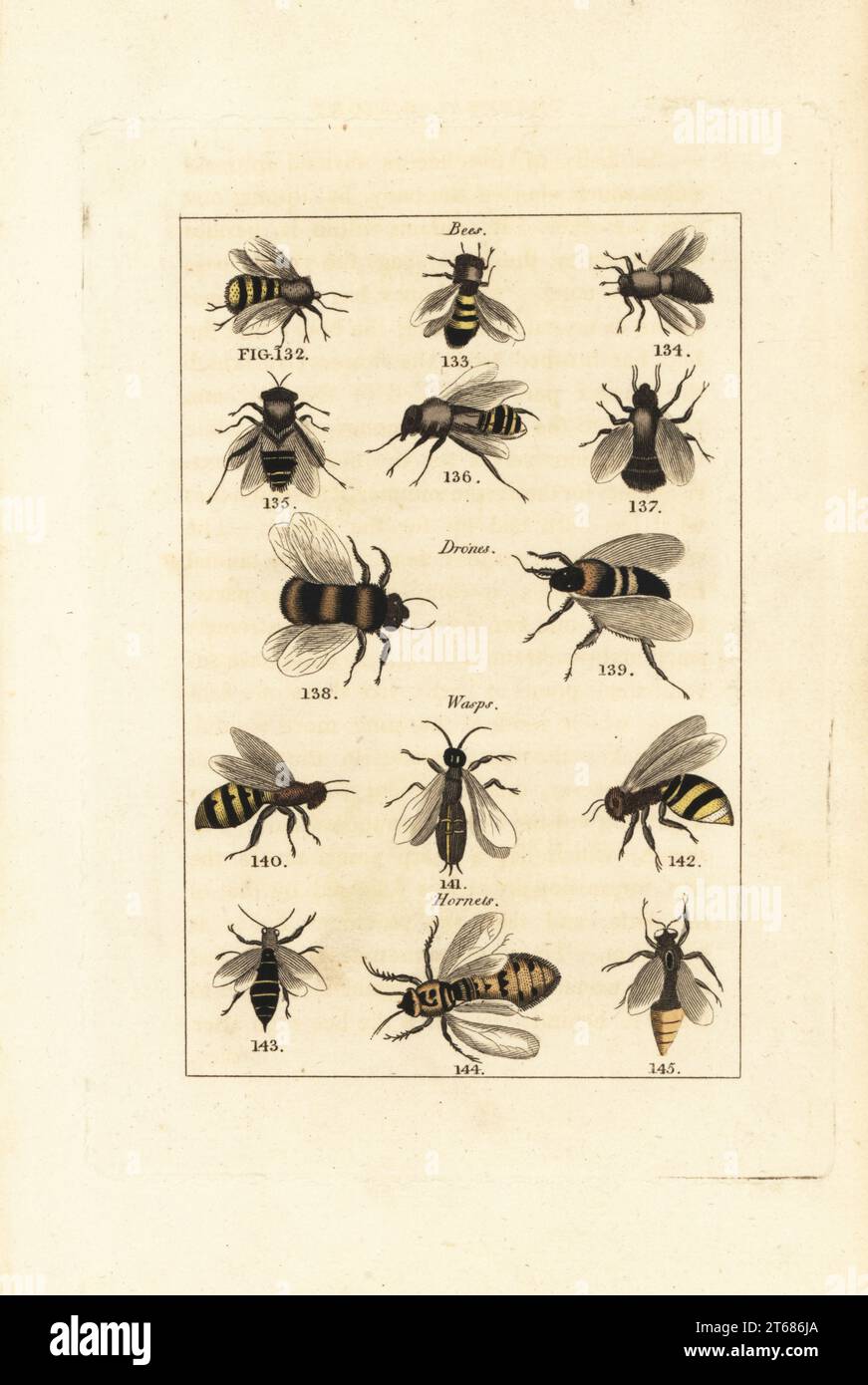 Arten von Bienen, Drohnen, Wespen und Hornissen. Handkolorierter Kupferstich nach Jacques de Seve aus James Smith Barrs Ausgabe von Comte Buffons Natural History, A Theory of the Earth, General History of man, brate Creation, Gemüse, Mineralien, T. Gillet, h. D. Symonds, Paternoster Row, London, 1808. Stockfoto