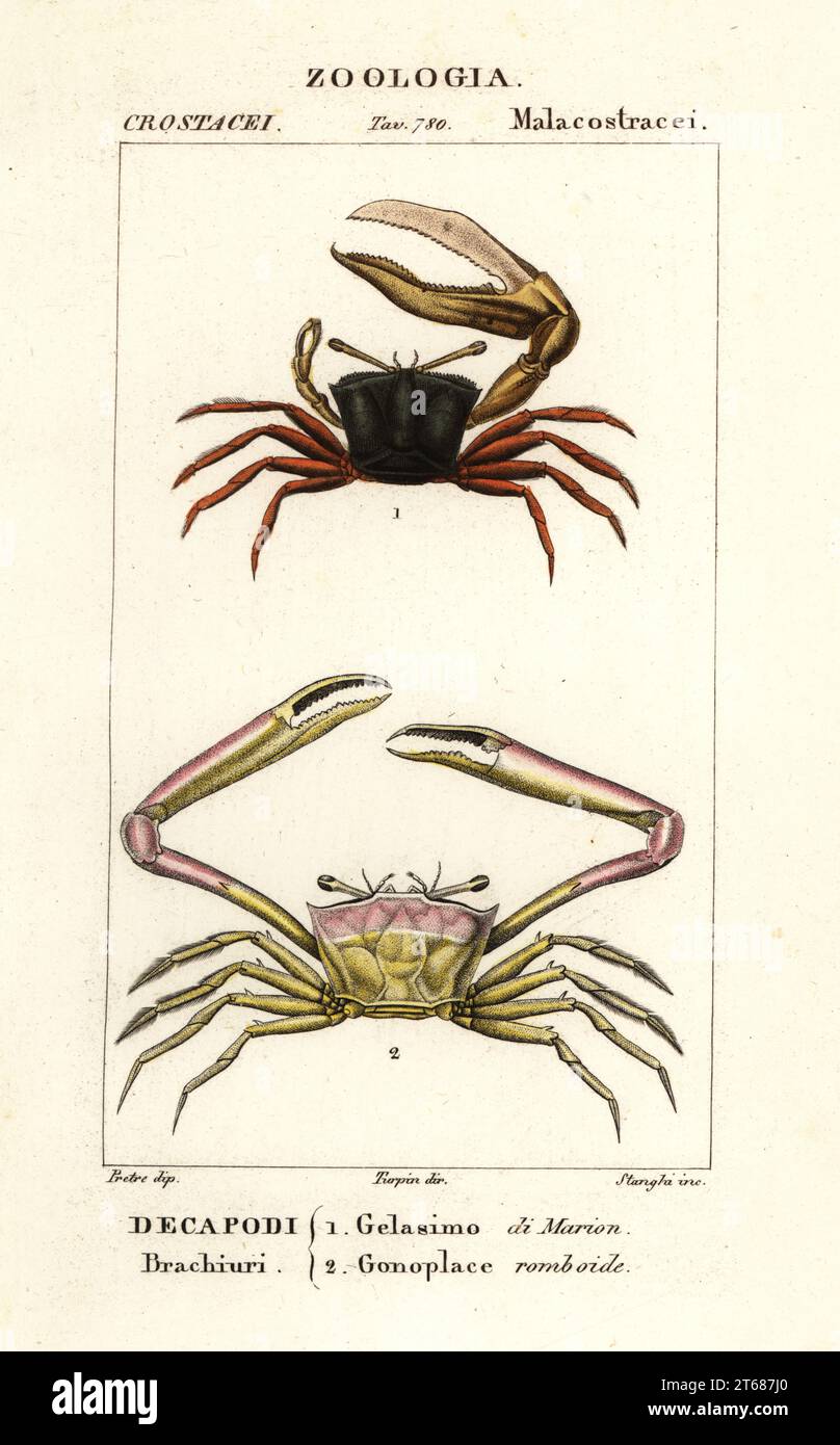 Fiddler Crab, Gelasimus vocans 1 und Angular Crab, Goneplax rhomboides 2. Gelasimo di Marion, Gonoplace romboide. Handfarbige Kupferstichgravur von Antoine Laurent de Jussieus Dizionario delle Scienze NATURALI, Wörterbuch der Naturwissenschaften, Florenz, Italien, 1837. Von Stanghi gravierte Illustration, gezeichnet von Jean Gabriel Pretre und unter der Regie von Pierre Jean-Francois Turpin, herausgegeben von Batelli e Figli. Turpin (1775-1840) gilt als einer der größten französischen Botanischen Illustratoren des 19. Stockfoto