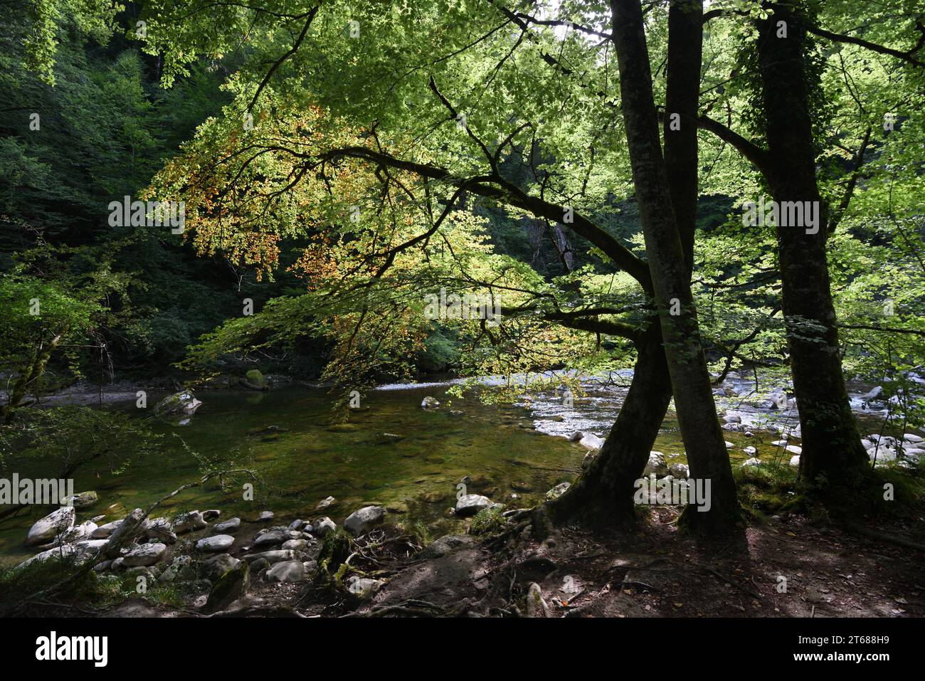 Fluss Chéran, Flussufer und Wald am Flussufer im Massif des Bauges Regionalpark oder Naturschutzgebiet Haute Savoie Frankreich Stockfoto