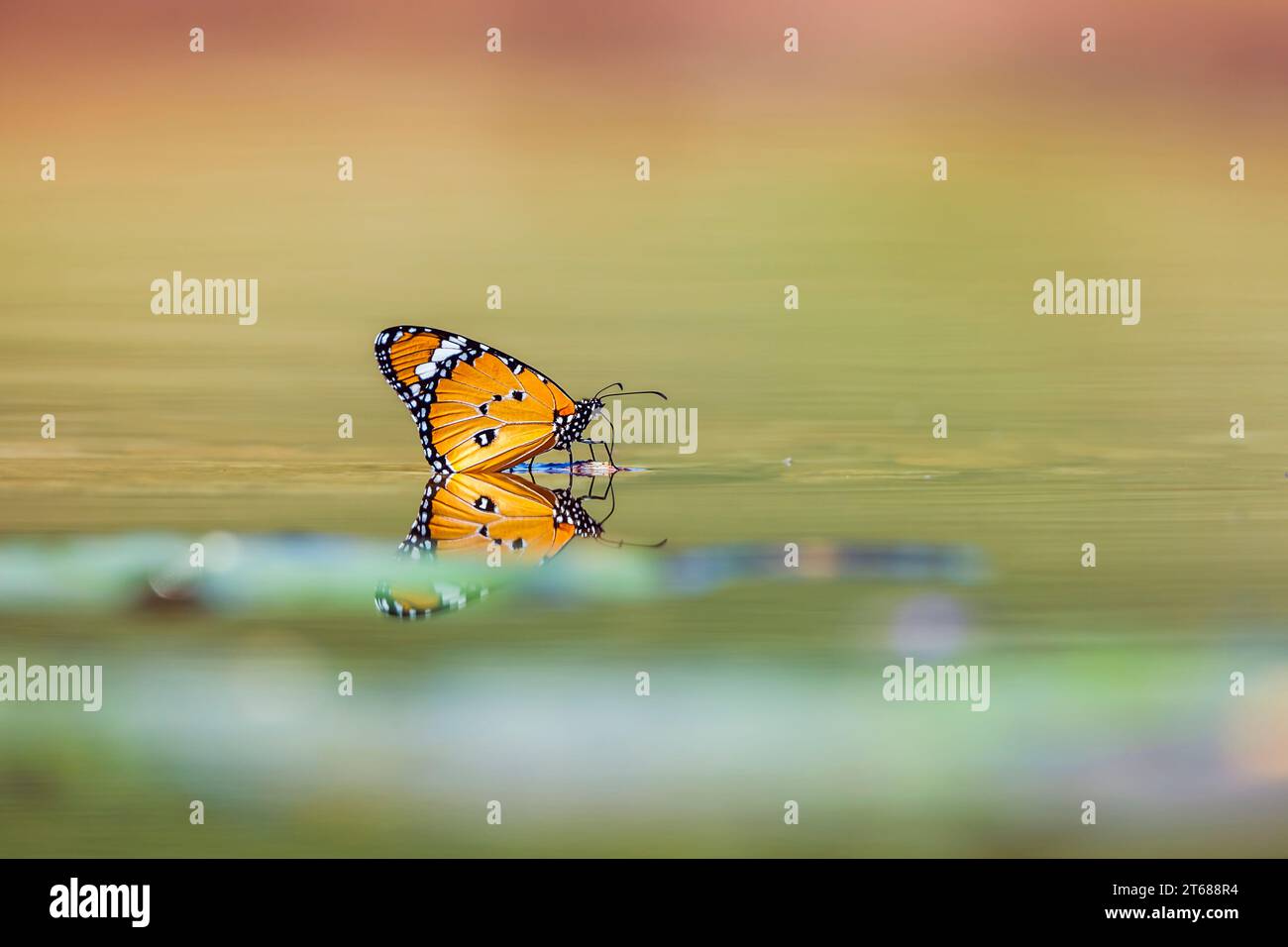 Farbenfroher Schmetterling in der Mitte des Wasserlochs mit Reflexion im Kruger-Nationalpark, Südafrika Stockfoto