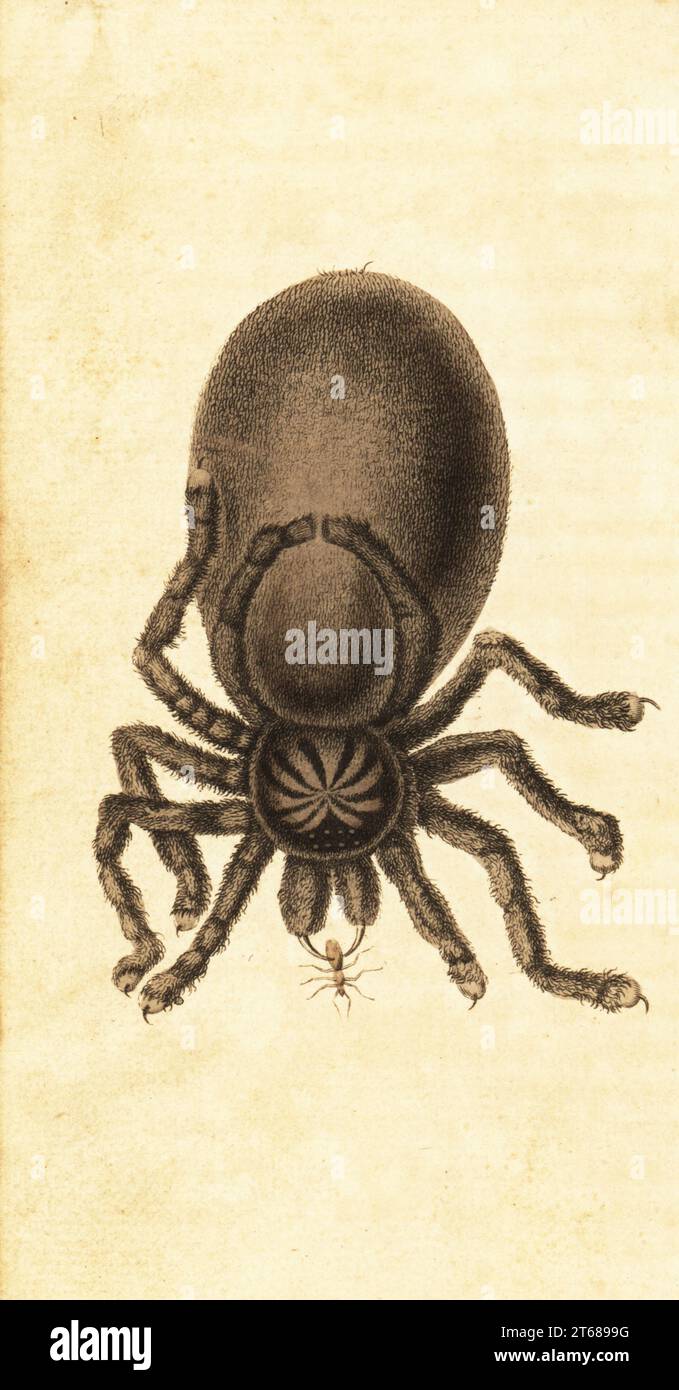 Pinktoe tarantula, Avicularia avicularia. Große Surinam-Spinne, Aranea avicularia. Handkolorierter Kupferstich nach einer Illustration von Captain John Gabriel Stedman vom Naturalists Pocket Magazine, Harrison, Fleet Street, London, 1800. Stockfoto