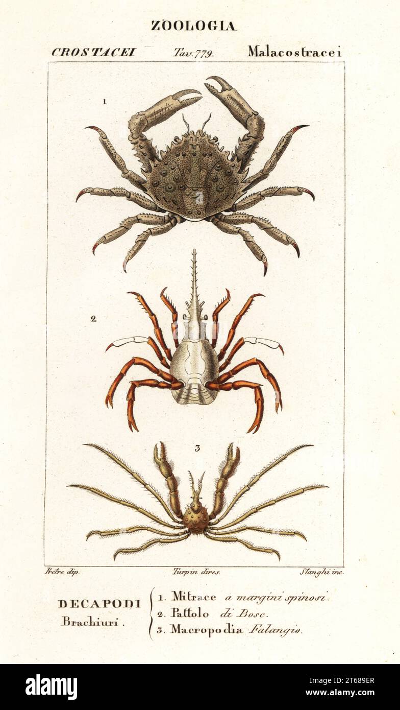 Koralle klemmender Krabben, Mithrax hispidus 1, Pfeilkrabben, Stenorhynchus lanceolatus 2 und Leach's Spinnenkrabben, Inachus phalangium 3. Mitrakien a margini spinosi, Pattolo di Bosc, Macropodia Falangio. Handfarbige Kupferstichgravur von Antoine Laurent de Jussieus Dizionario delle Scienze NATURALI, Wörterbuch der Naturwissenschaften, Florenz, Italien, 1837. Von Stanghi gravierte Illustration, gezeichnet von Jean Gabriel Pretre und unter der Regie von Pierre Jean-Francois Turpin, herausgegeben von Batelli e Figli. Turpin (1775-1840) gilt als einer der größten französischen Botanischen Illustratoren des 19. cen Stockfoto