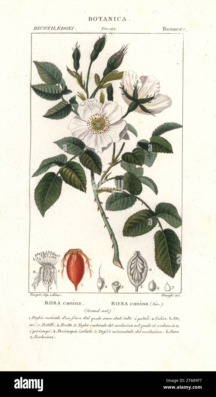 Hunderose, Rosa Canina. Handfarbige Kupferstichgravur aus Jussieus Dizionario delle Scienze NATURALI, Wörterbuch der Naturwissenschaften, Florenz, Italien, 1837. Von Stanghi gravierte Illustration, gezeichnet und geleitet von Pierre Jean-Francois Turpin, herausgegeben von Batelli e Figli. Turpin (1775-1840) gilt als einer der größten französischen Botanischen Illustratoren des 19. Stockfoto