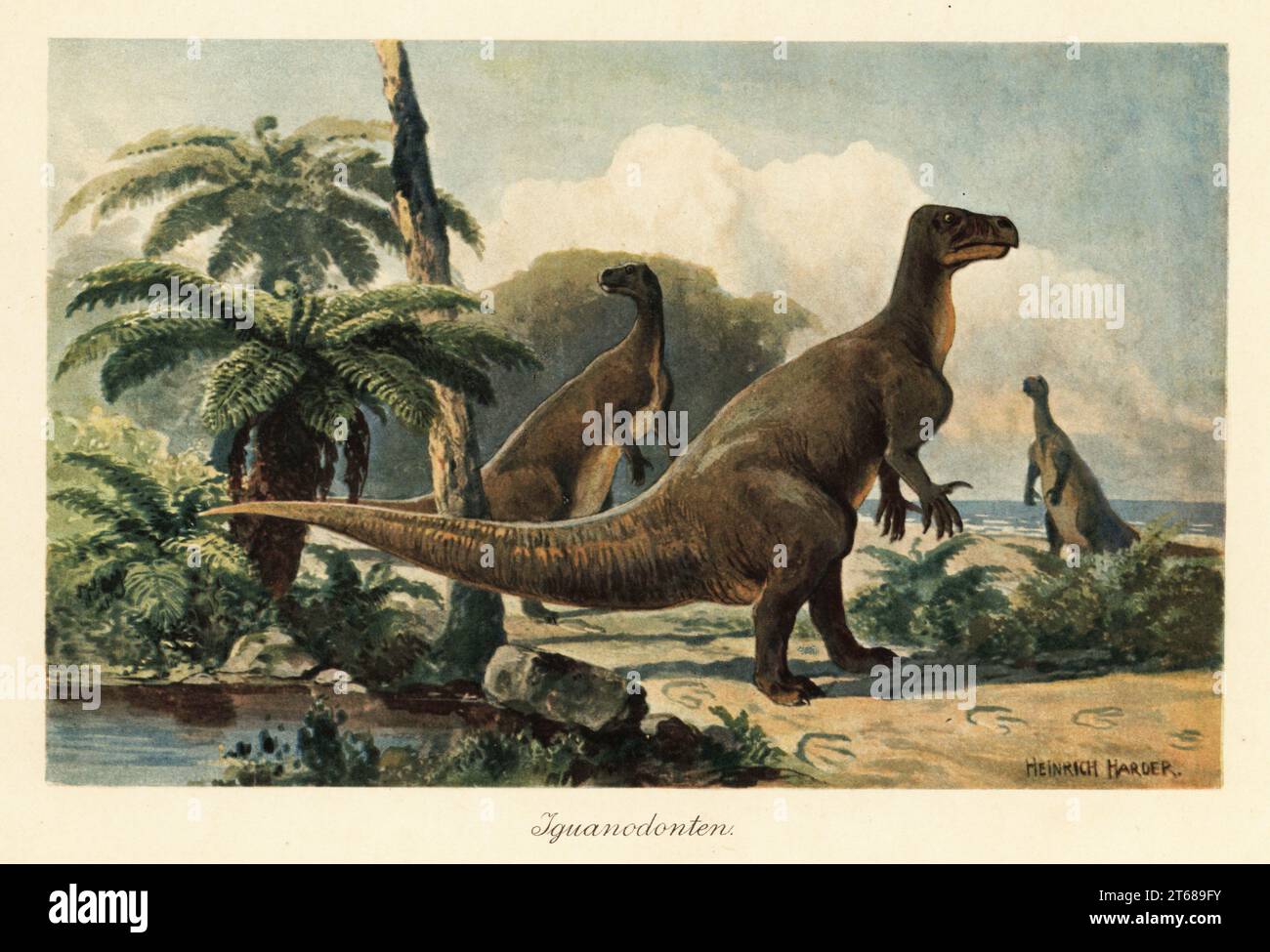 Iguanodon bernissartensis in einem prähistorischen Farnwald. Iguanodons waren pflanzenfressende Dinosaurier, die vom mittleren Jura bis zur späten Kreidezeit lebten. Iguanodonten. Farbige Illustration von Heinrich Harder von Wilhelm Bolsches Tiere der Urwelt, Reichardt Cocoa Company, Hamburg, 1908. Heinrich Harder (1858–1935) war ein deutscher Landschaftskünstler und Buchillustrator. Stockfoto