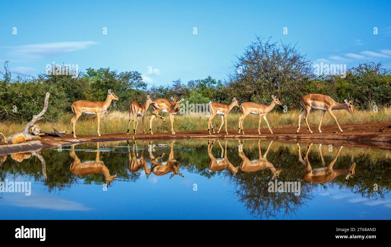 Gemeine Impala spaziert entlang des Wasserlochs mit Reflexion im Kruger-Nationalpark, Südafrika; Specie Aepyceros melampus Familie der Bovidae Stockfoto