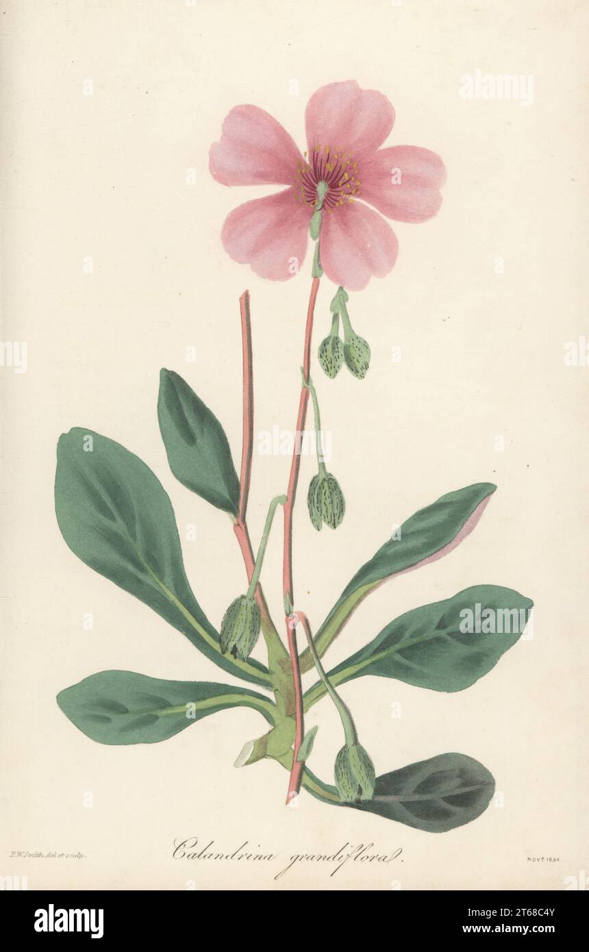 Purslane, Cistanthe grandiflora. Seeds, die der schottische Botaniker James Macrae 1826 aus Chile zur Horticultural Society brachte. Calandrinia mit großer Blüte, Calandrinia grandiflora. Handkolorierte botanische Illustration, gezeichnet und graviert von Frederick William Smith aus dem Joseph Paxtons Magazine of Botany, and Register of Flowering Plants, Band 1, Orr and Smith, London, 1834. Stockfoto