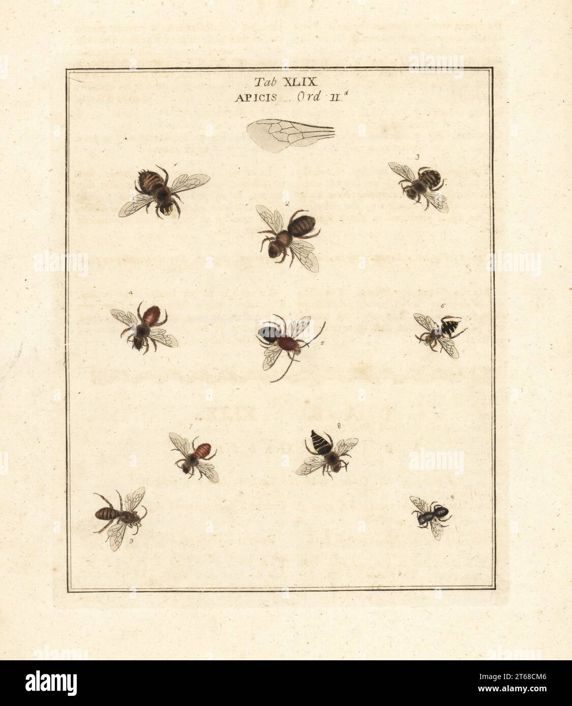 Blattschneider-Biene, Megachile centuncularis 2, Europäische Wollkrautbiene Anthidium manicatum 3, rote maurerbiene, Osmia bicornis 4,7, Langhornbiene, Eucera longicornis 5, Pantaloonbiene, Dasypoda hirtipes 9 und maurerbiene, Osmia caerulescens 10. APIs dentala, Centuncularis, Pervigil, Bicornis, longicornis, Agitabilis, Agino, Agilis, Altercator, Superbus. Handkolorierter Kupferstich, gezeichnet und graviert von Moses Harris aus seiner eigenen Ausstellung der englischen Insekten, einschließlich der Klassen Neuroptera, Hymenoptera, Diptera oder Bienen, Fliegen und Libellulae, White und Robson, London, 1 Stockfoto