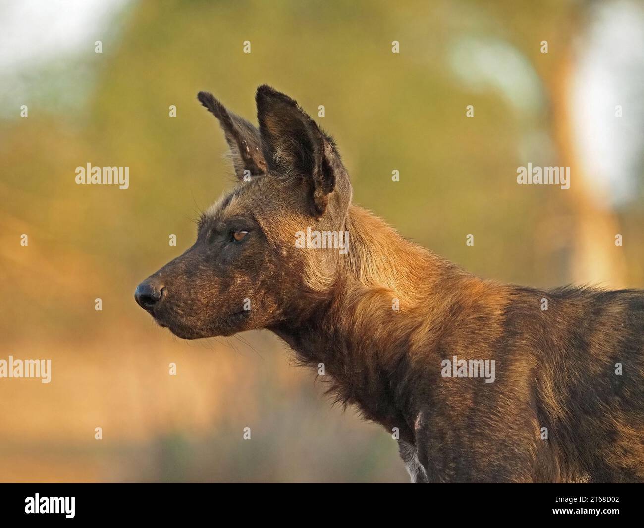 Profilporträt eines einzelnen wilden gemalten Wolfs (Lycaon pictus) alias African Wild Dog/Hunting Dog, starrend in die Entfernung Scans nach Beute - Laikipia, Keny Stockfoto