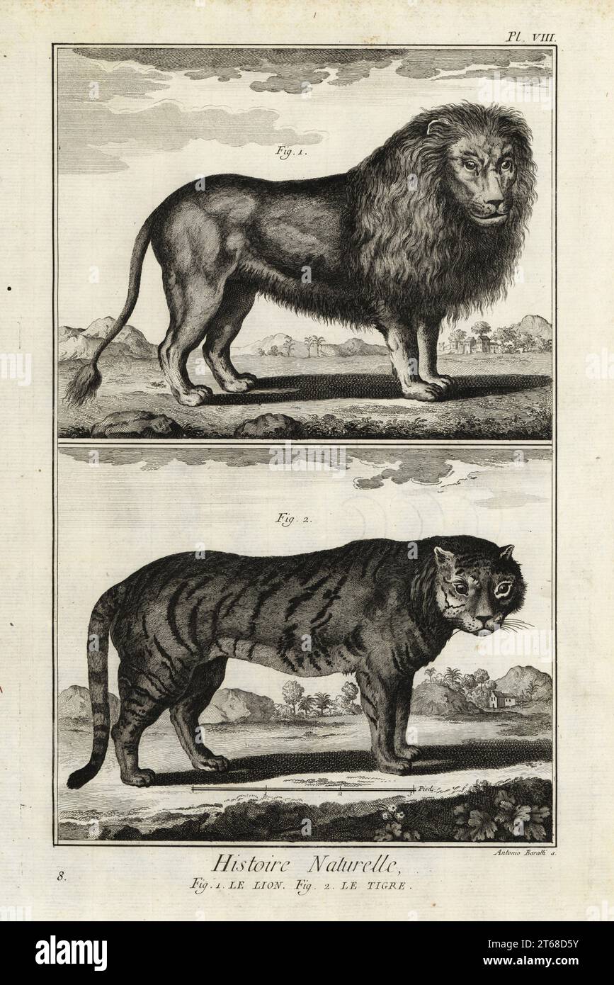 Löwe, Panthera leo und Tiger, Panthera tigris, gefährdet. Le Lion, Le tigre. Kupferstich von Antonio Baratti nach Francois-Nicolas Martinet aus Denis Diderot und Jean le Rond dAlemberts Encyclopedie, Histoire Naturelle (Enzyklopädie: Naturgeschichte), Livourne, 1774. Francois-Nicolas Martinet (1731–1800) war ein französischer Zeichner und Kupferstecher. Stockfoto