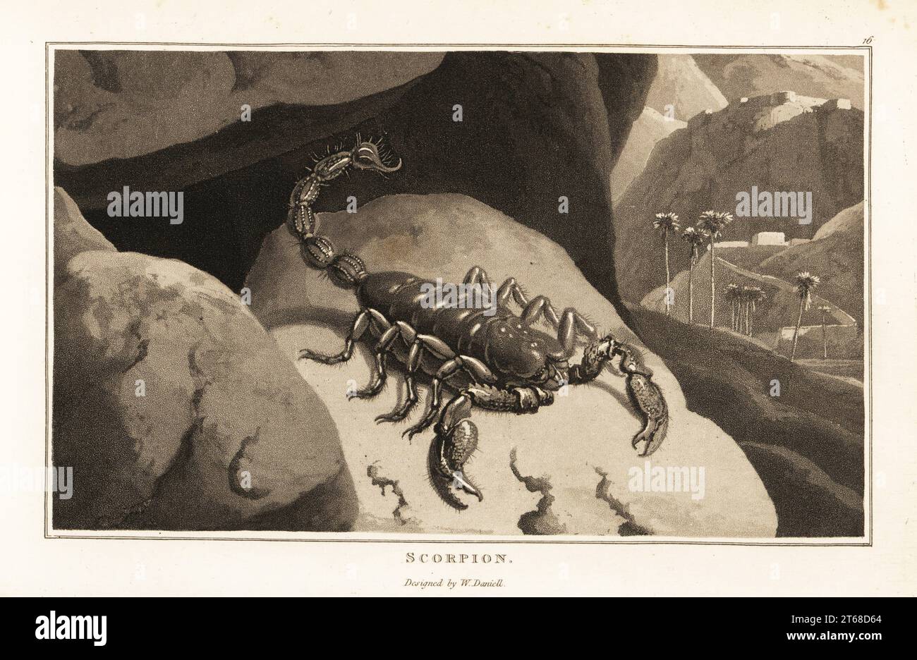 Kaiserskorpion, Pandinus Imperator, in einer bergigen Landschaft mit Palmen und Festungsmauern. Aquatint gezeichnet und graviert von William Daniell aus William Woods Zoography, Cadell and Davies, 1807. Stockfoto