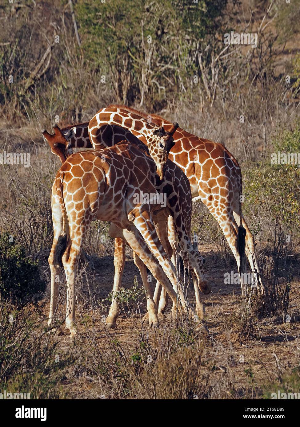 3 junge Erwachsene gefährdete Netzgiraffen (Giraffa camelopardalis reticulata), die im schmutzigen Busch von Laikipia, Kenia, Afrika „den Hals“ kämpfen Stockfoto