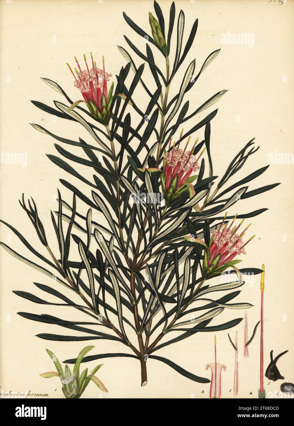 Bergteufel, Lambertia formosa. New South Wales, Australien. Rotblühende Lambertia, langblättrige Sorte, Lambertia formosa var. longifolia. Kupferstich gezeichnet, gestochen und handkoloriert von Henry Andrews aus seinem Botanischen Register, Band 1, veröffentlicht 1799 in London. Stockfoto