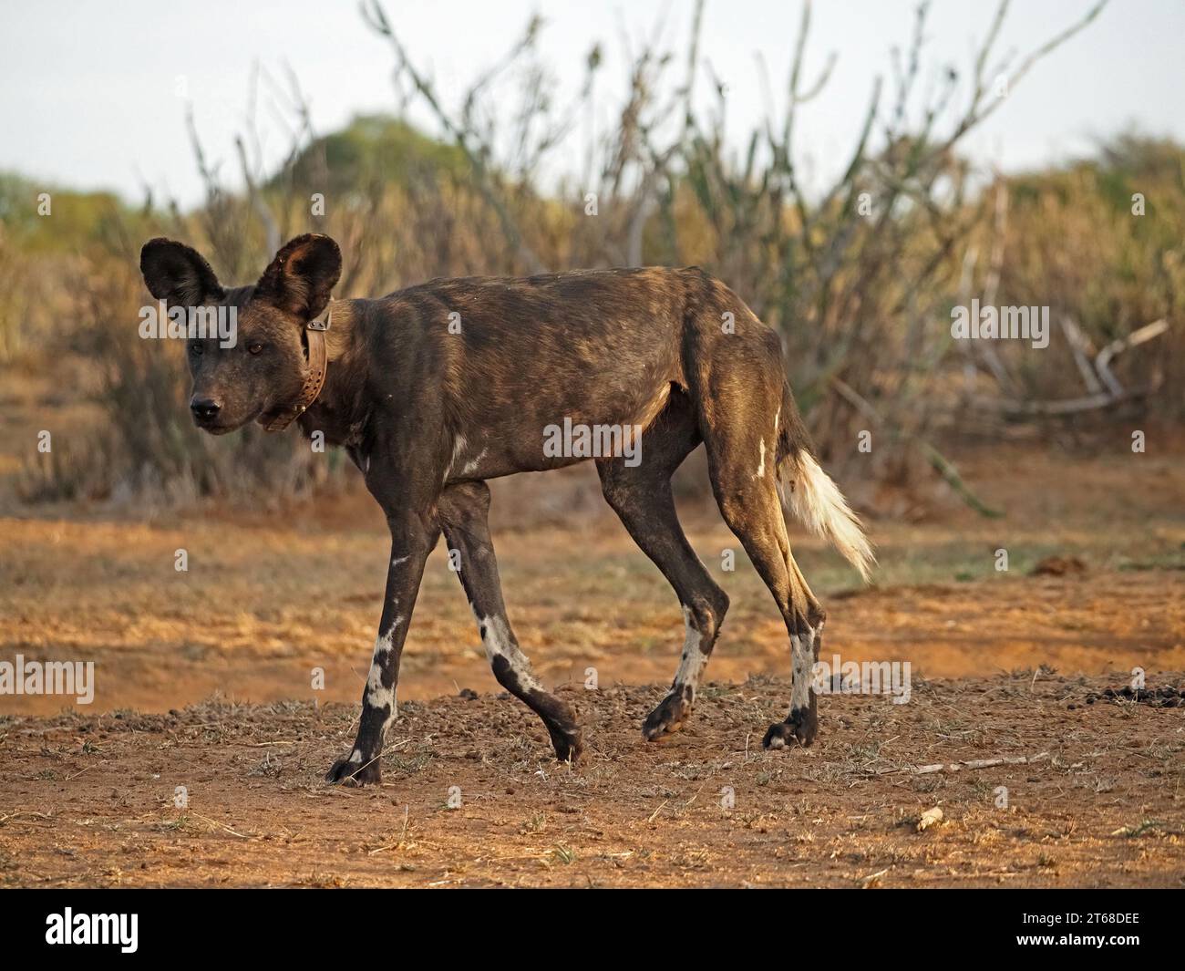 Profilporträt des Walking Wild Painted Wolf alias African Wild Dog/Hunting Dog (Lycaon pictus) mit einem Tracking-Kragen in Laikipia, Kenia, Afrika Stockfoto