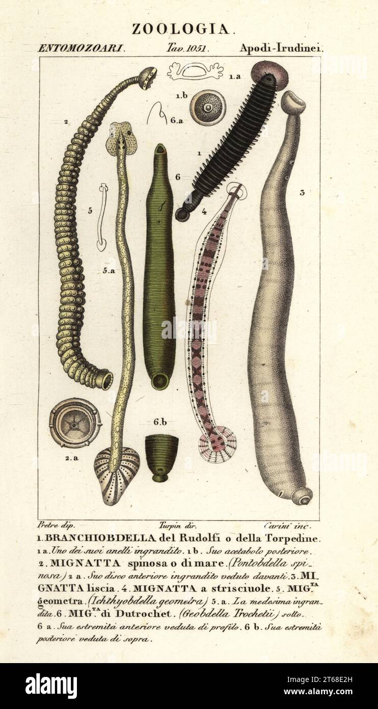Fischlegel und Süßwasserlegel: Branchiobdellida 1, Pontobdella spinosa 2, Whitmania laevis 3, Hirudo vittata 4, Piscicola geometra 5, Ichthyobdella geometra 5, Geobdella trochetii 6. Handkolorierter Kupferstich aus Antoine Laurent de Jussieu's Dizionario delle Scienze Naturali, Wörterbuch der Naturwissenschaften, Florenz, Italien, 1837. Illustration von Carini, gezeichnet von Jean Gabriel Pretre und Regie von Pierre Jean-Francois Turpin, herausgegeben von Batelli e Figli. Turpin (1775–1840) gilt als einer der größten botanischen Illustratoren Frankreichs des 19. Jahrhunderts. Stockfoto