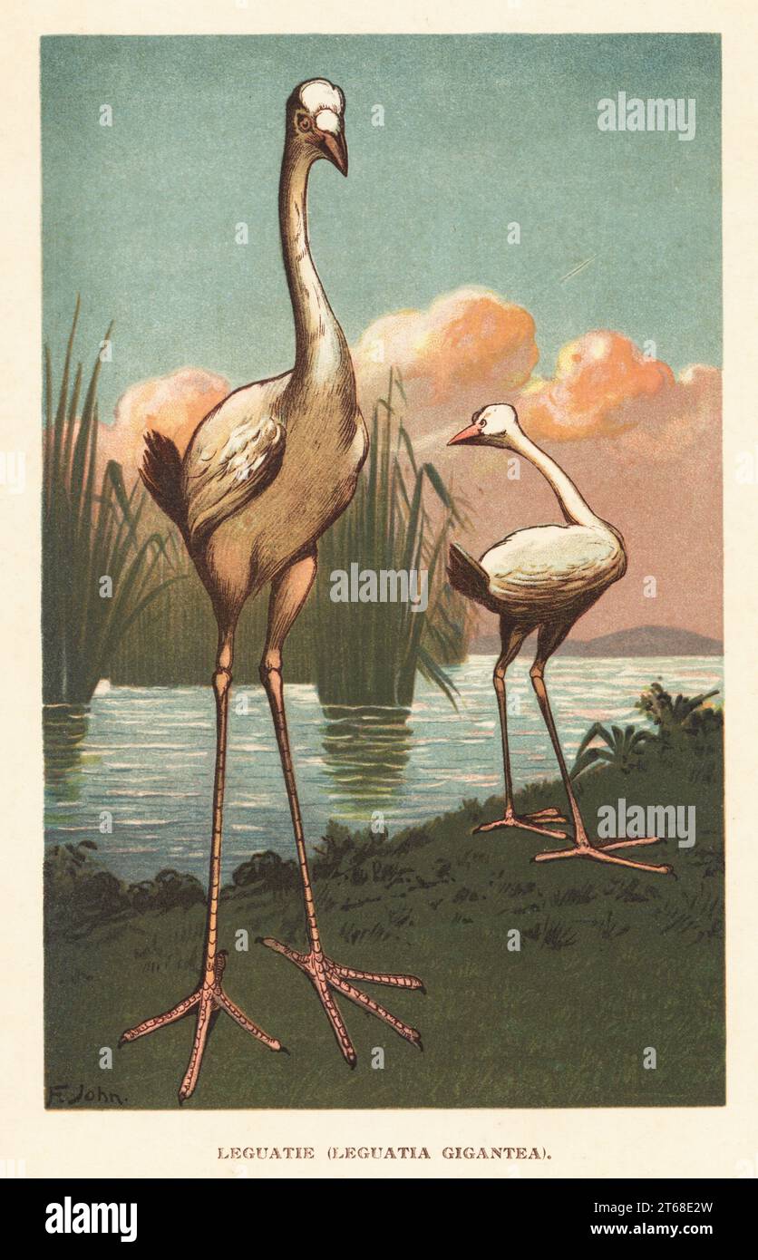 Der mythische Réunion-Storch, ein ausgestorbener Riesenvogel, der im 17. Jahrhundert von Francois Leguat auf Mauritius entdeckt wurde. Leguatie, Leguatia gigantea. Farbige Illustration von F. John nach Adriaen Collaert von Wilhelm Bolsches Tiere der Urwelt, Reichardt Cocoa Company, Hamburg, 1908. Stockfoto