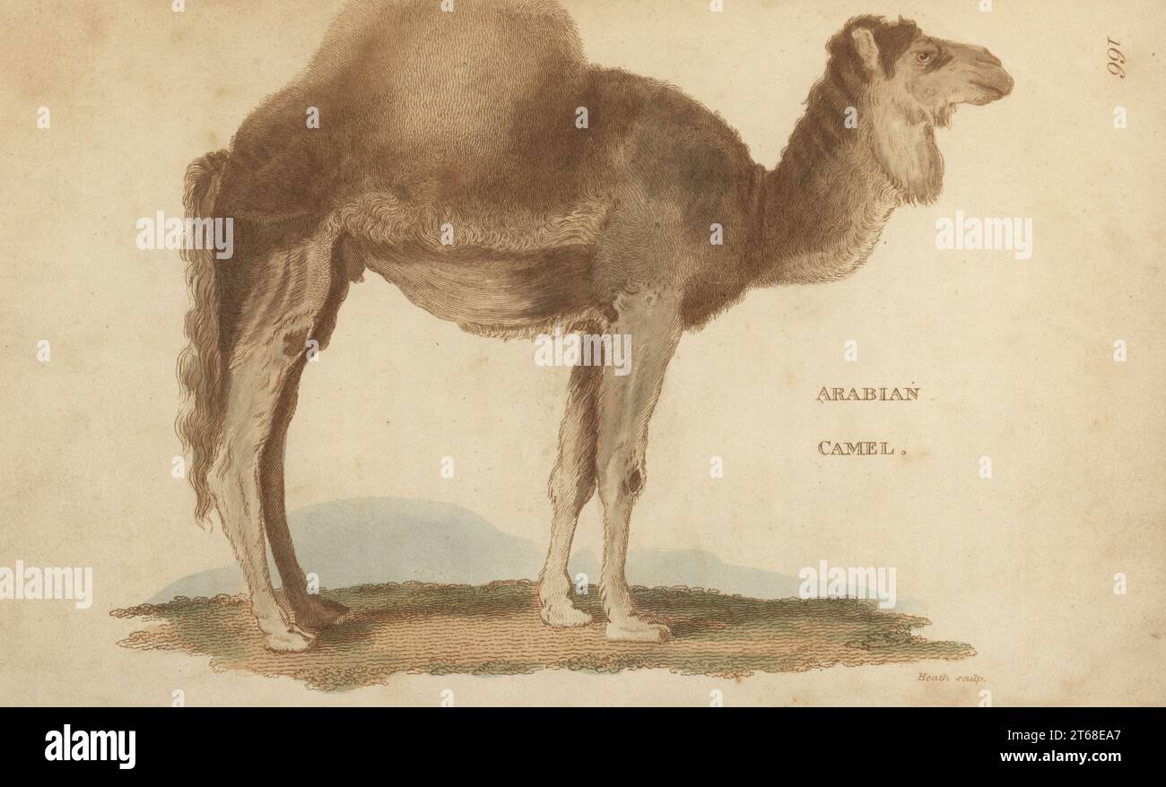 Arabisches Kamel oder Dromedar, Camelus dromedarius. Handkolorierter Kupferstich von James Heath aus George Shaws General Zoology: Mammalia, Thomas Davison, London, 1801. Stockfoto