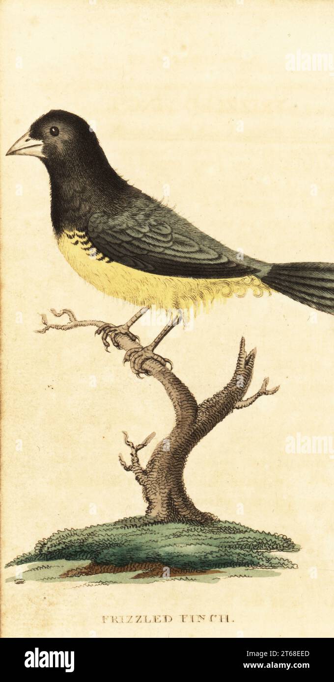 Gelbbauchseedeater, Sporophila nigricollis. Frizzled finch, schwarz-gelber Frizzled Spatrow, Fringilla crispa handgefärbter Kupferstich nach einer Illustration von George Edwards vom Naturalists Pocket Magazine, Harrison, Fleet Street, London, 1800. Stockfoto