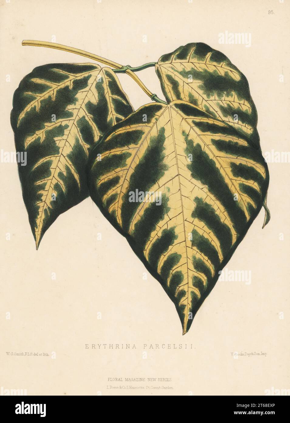 Laub der Tigerkralle oder indischer Korallenbaum, Erythrina variegata. Als Erythrina parcelsii, importiert von William Bull von den Südseeinseln, King's Road, Chelsea. Handkolorierte botanische Illustration, gezeichnet und lithographiert von Worthington George Smith aus Henry Honywood Dombrain's Floral Magazine, New Series, Band 2, L. Reeve, London, 1873. Lithografie gedruckt von Vincent Brooks, Day & Son. Stockfoto