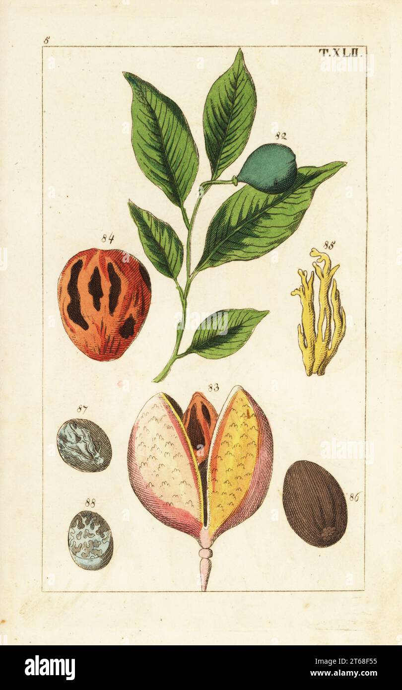 Muskatnuss und Muskatbaum, Myristica fragrans. Handkolorierter Kupferstich einer botanischen Illustration aus Gottlieb Tobias Wilhelms Unterhalten aus der Naturgeschichte, Wien, 1816. Stockfoto