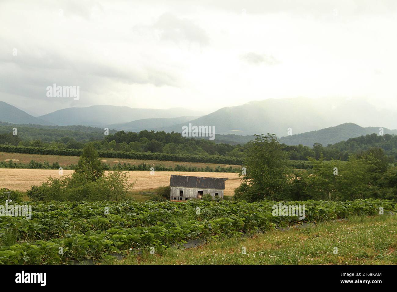 Reihen von Beerensträuchern und Obstbäumen in einem Obstgarten in Virginia, USA Stockfoto