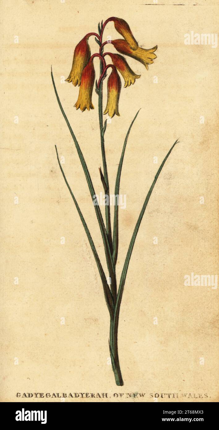 Weihnachtsglocken oder australische Glockenblume, Blandfordia Nobilis, gadigalbudyari in der Cadigal-Sprache. Gadygalbadyerah aus New South Wales. Handkolorierter Kupferstich wahrscheinlich nach einer Illustration des Sträflings Thomas Watling vom Naturalists Pocket Magazine, Harrison, Fleet Street, London, 1800. Stockfoto