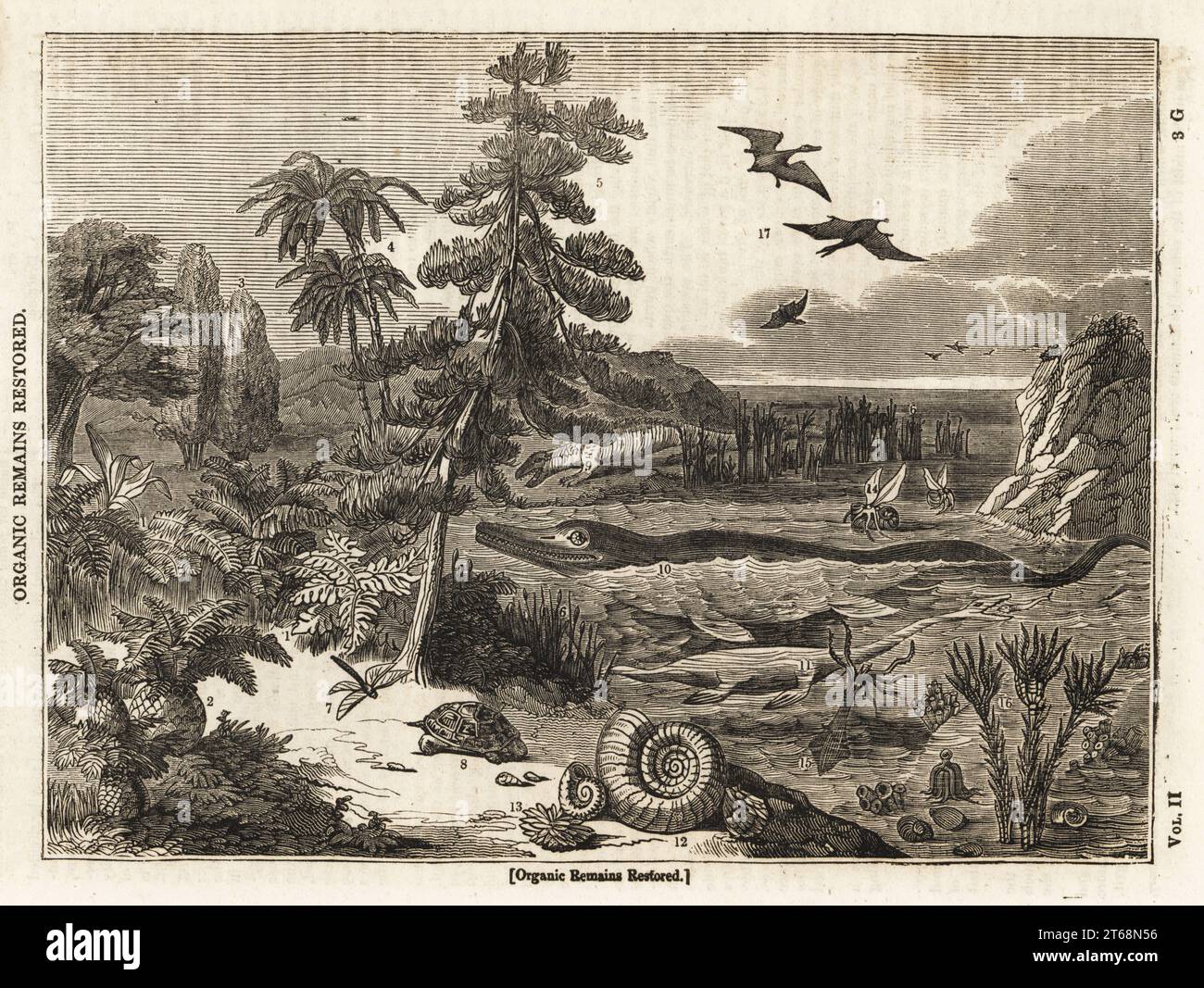 Rekonstruktion prähistorischer Tiere und Vegetation. Farne 1, zamia 2, Arbor vitae 3, Dracaena 4, araucaria Kiefer 5, Stuten Schwanz 6, Drachenfliege 7, geometrische Schildkröte 8, Megalosaurus 9, Ichthyosaurus 10, Plesiosaurus 11, Ammonitis 12, Echinus 13, nautilus 14, Tintenfisch 15, Enerinitis 16 und Fledermausähnliche Vögel, Ornithocephali 17. Holzschnitt aus dem Penny Magazine, der Society for the Diffusion of Nützliches Wissen, gedruckt von William Clowes, Lambeth, 1833. Stockfoto