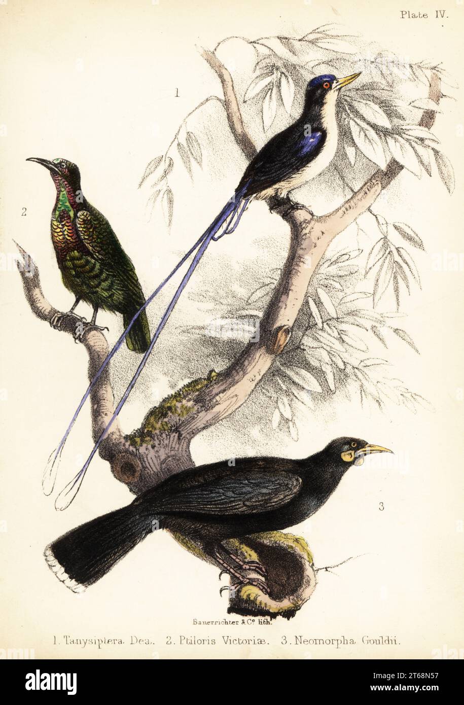 Numfor Paradise kingfisher, Tanysiptera carolinae 1, Viktorias Schützenvogel, Lophorina victoriae 2 und ausgestorbener Huia oder neuseeländischer Wattlebird, Heteralocha acutirostris 3. Tanysiptera dea, Ptiloris victoriae, Neomorpha gouldii. Handkolorierte Lithographie von Bauerrichter aus Adam Whites Popular History of Birds, Lowell Reeve, Covent Garden, London, 1855. Stockfoto