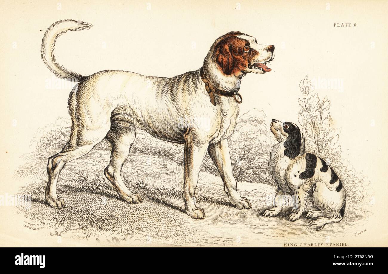 Die Alpine oder Great St. Bernard Hund, Canis Lupus familiaris und König Charles spaniel, Canis Lupus familiaris (Canis extrarius). Handkolorierter Stahlstich von William Lizars nach einer Zeichnung von John Stewart aus Lt-Colonel Charles Hamilton Smiths Band on Dogs from Sir William Jardine's Naturalist's Library: Mammalia, W. H. Lizars, Edinburgh, 1839. Stockfoto